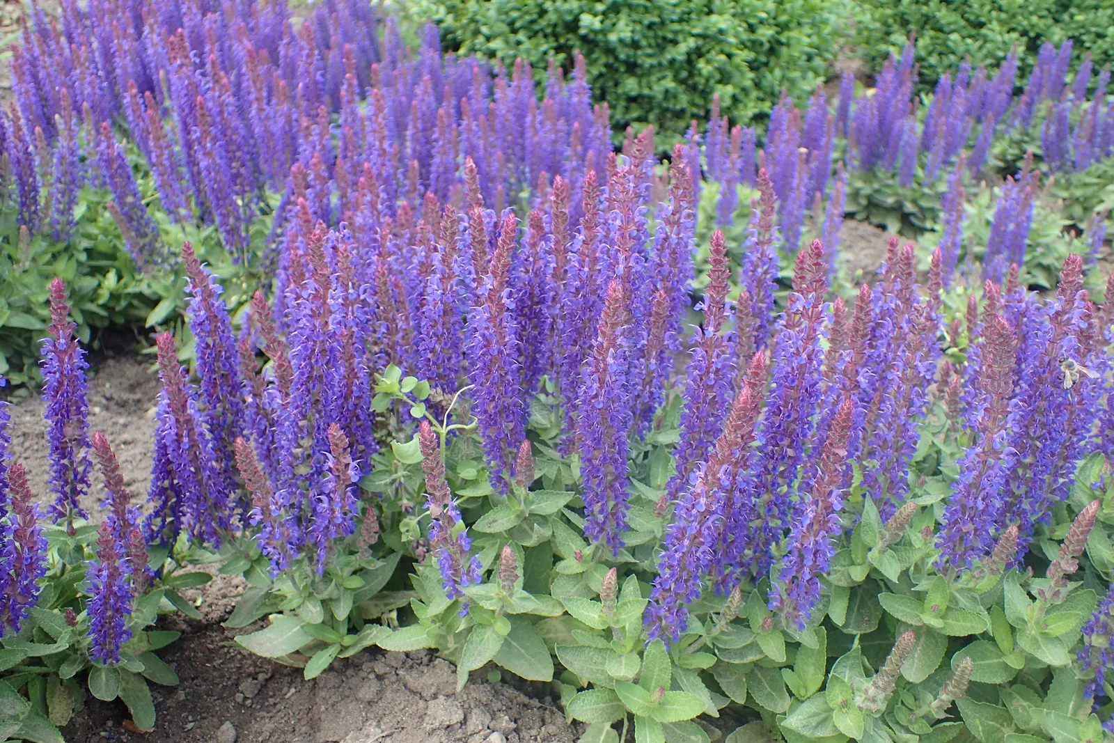 Blue Hill Sage (Salvia Nemorosa 'Blue Hill') — It grows to 18-24 inches tall and spreads 18 inches wide