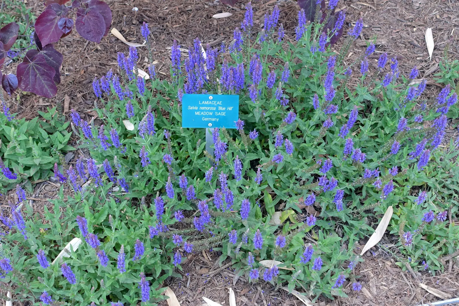 Blue Hill Sage (Salvia Nemorosa 'Blue Hill') — Preferring full sun, it excels in well-drained soils