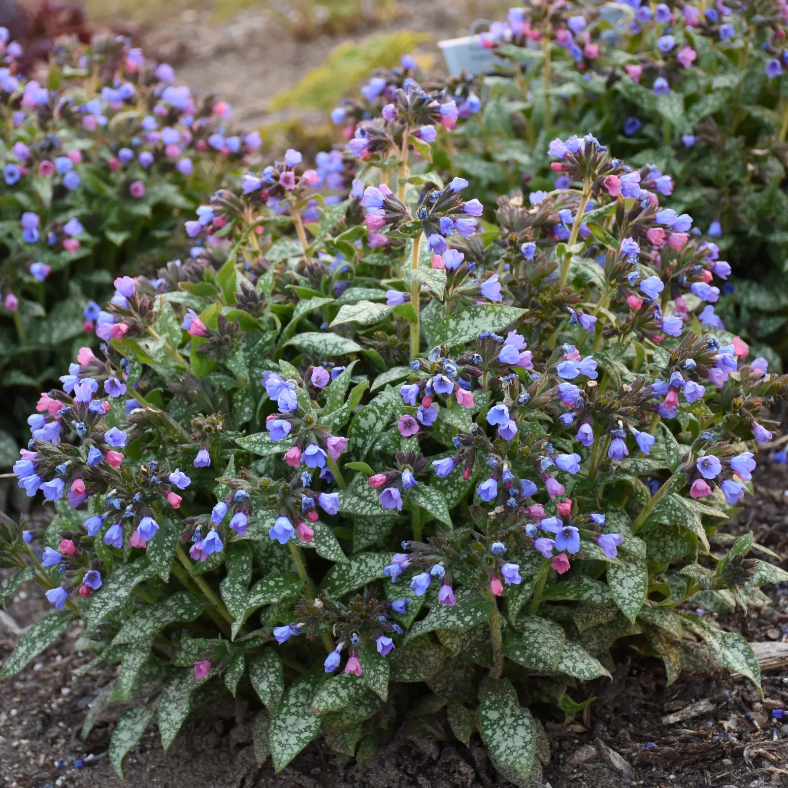 'Pink-a-Blue' Lungwort (Pulmonaria hybrid) — It grows 16-18 inches tall and 22-24 inches wide