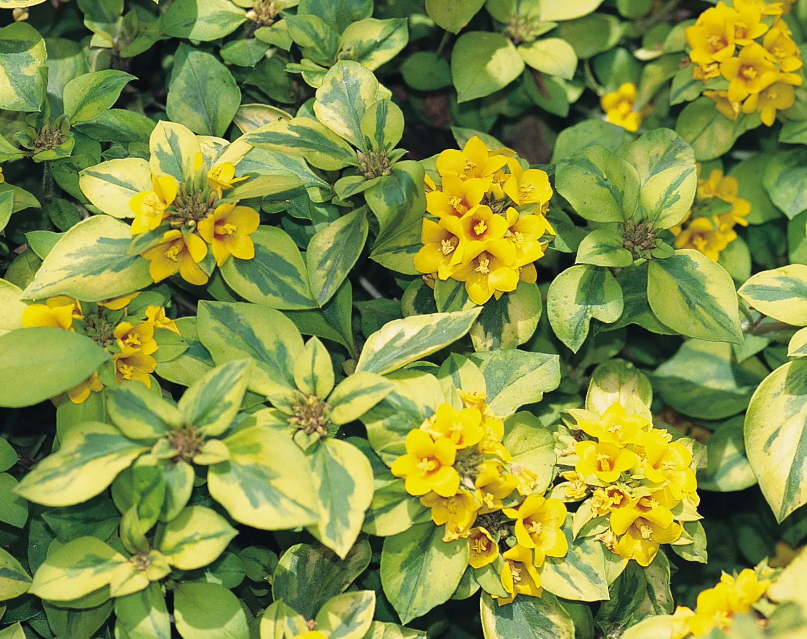 Waikiki Sunset™ Lysimachia (Lysimachia congestiflora) — Proven Winners - Waikiki Sunset™ - Lysimachia congestiflora yellow plant details, image 40