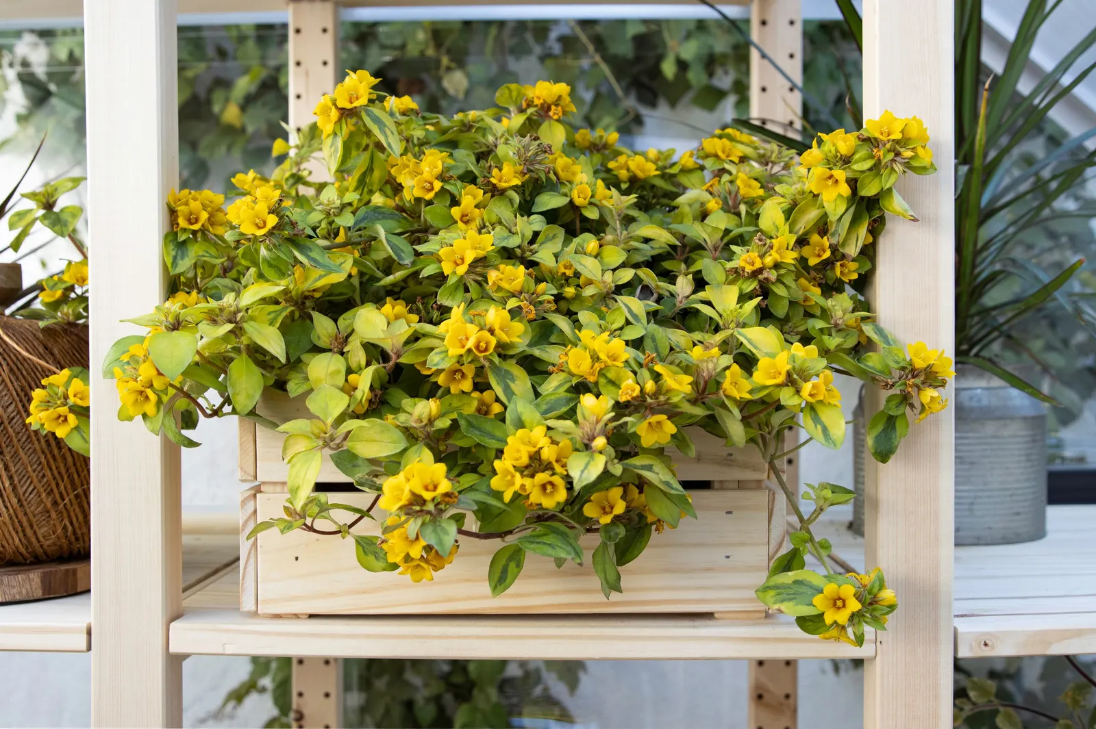 Waikiki Sunset™ Lysimachia (Lysimachia congestiflora) — Yellow-green foliage accented with yellow flowers spring to summer., Self-cleaning, no, image 20