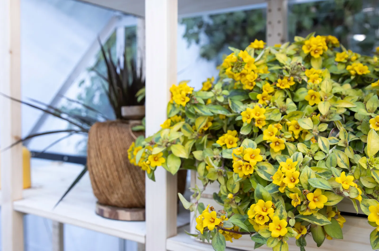 Waikiki Sunset™ Lysimachia (Lysimachia congestiflora) — Yellow-green foliage accented with yellow flowers spring to summer., Self-cleaning, no, image 11