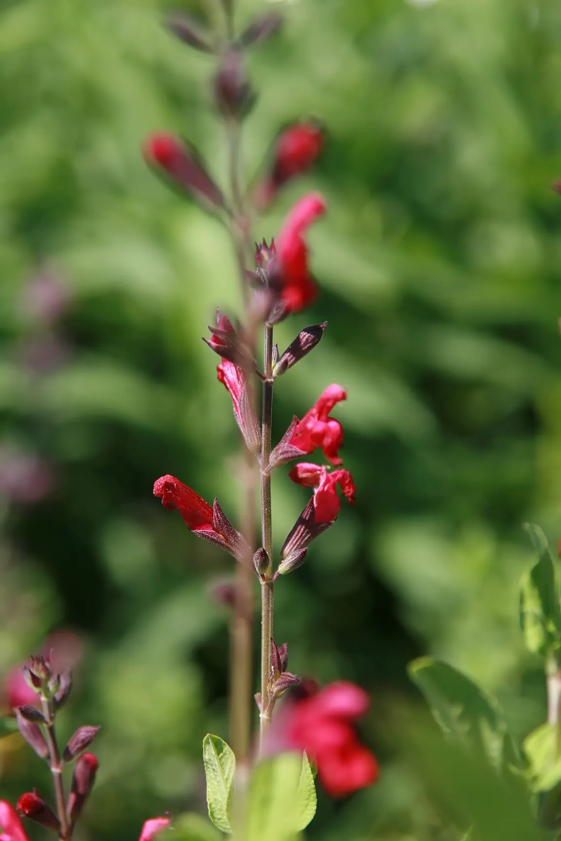Autumn Or Texas Sage (Salvia Microphylla 'Big Pink') — Salvia microphylla 'Big Pink,' commonly known as Autumn Sage
