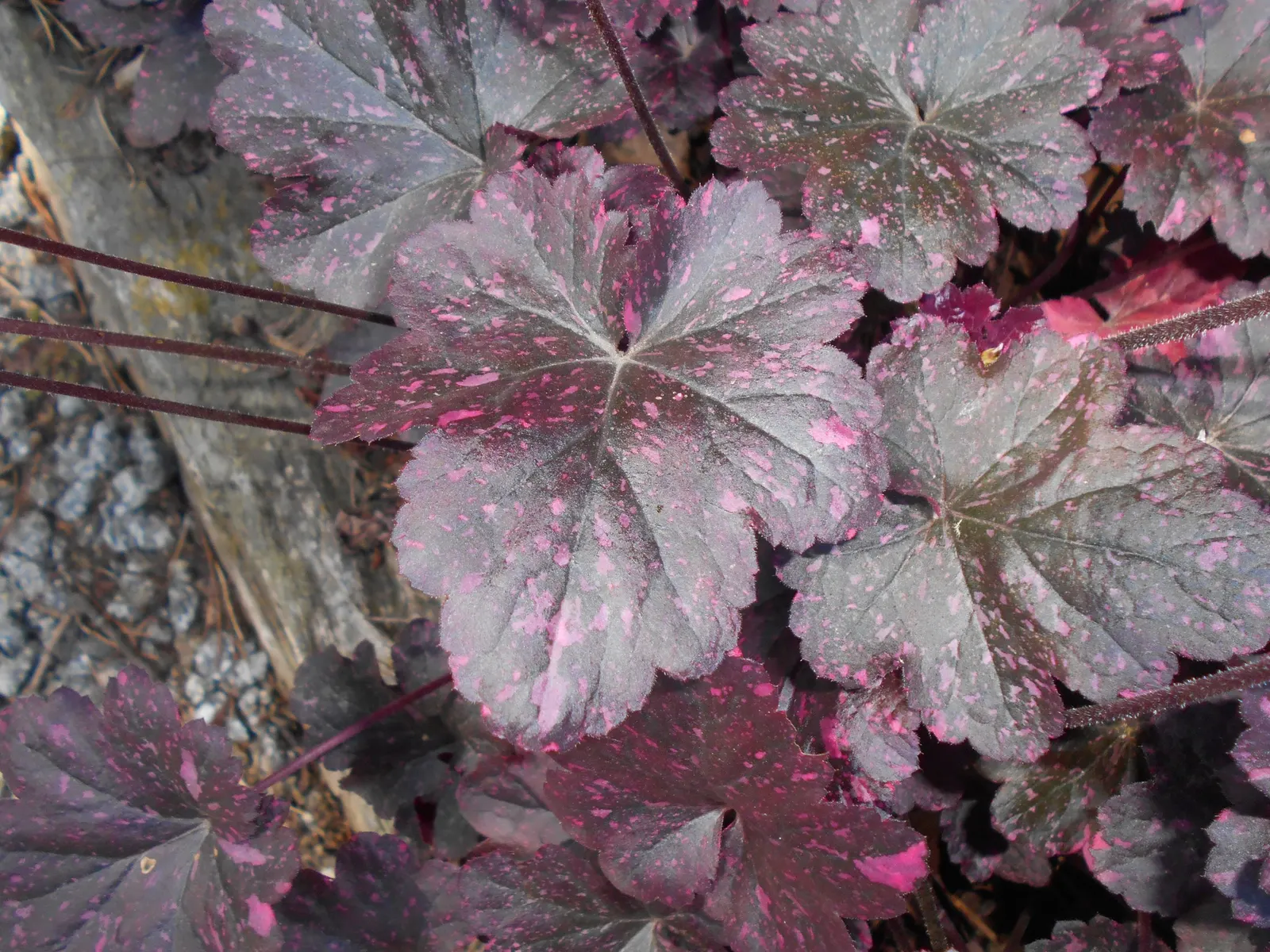 Midnight Rose Alum Root (Heuchera 'Midnight Rose') — The Heuchera 'Midnight Rose' is a striking perennial valued for its vibrant foliage