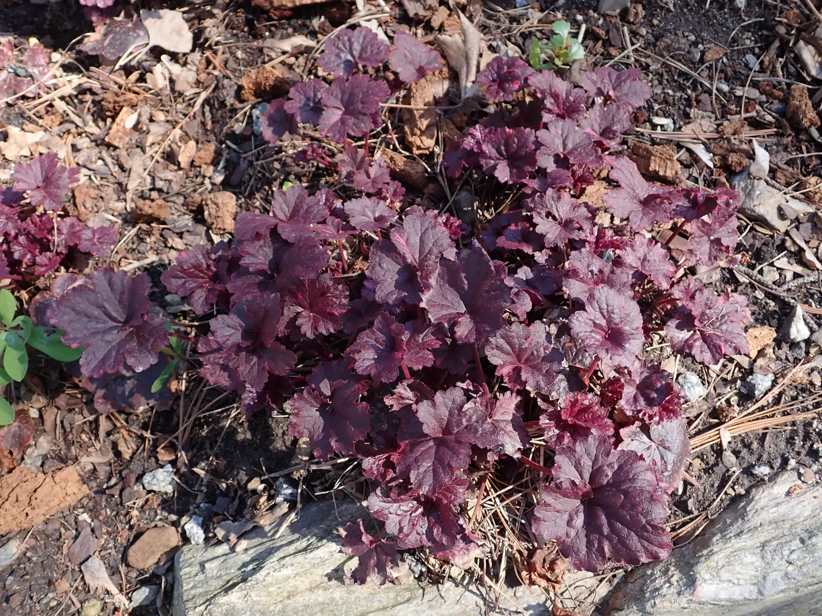 Midnight Rose Alum Root (Heuchera 'Midnight Rose') — This compact plant enjoys well-drained soil