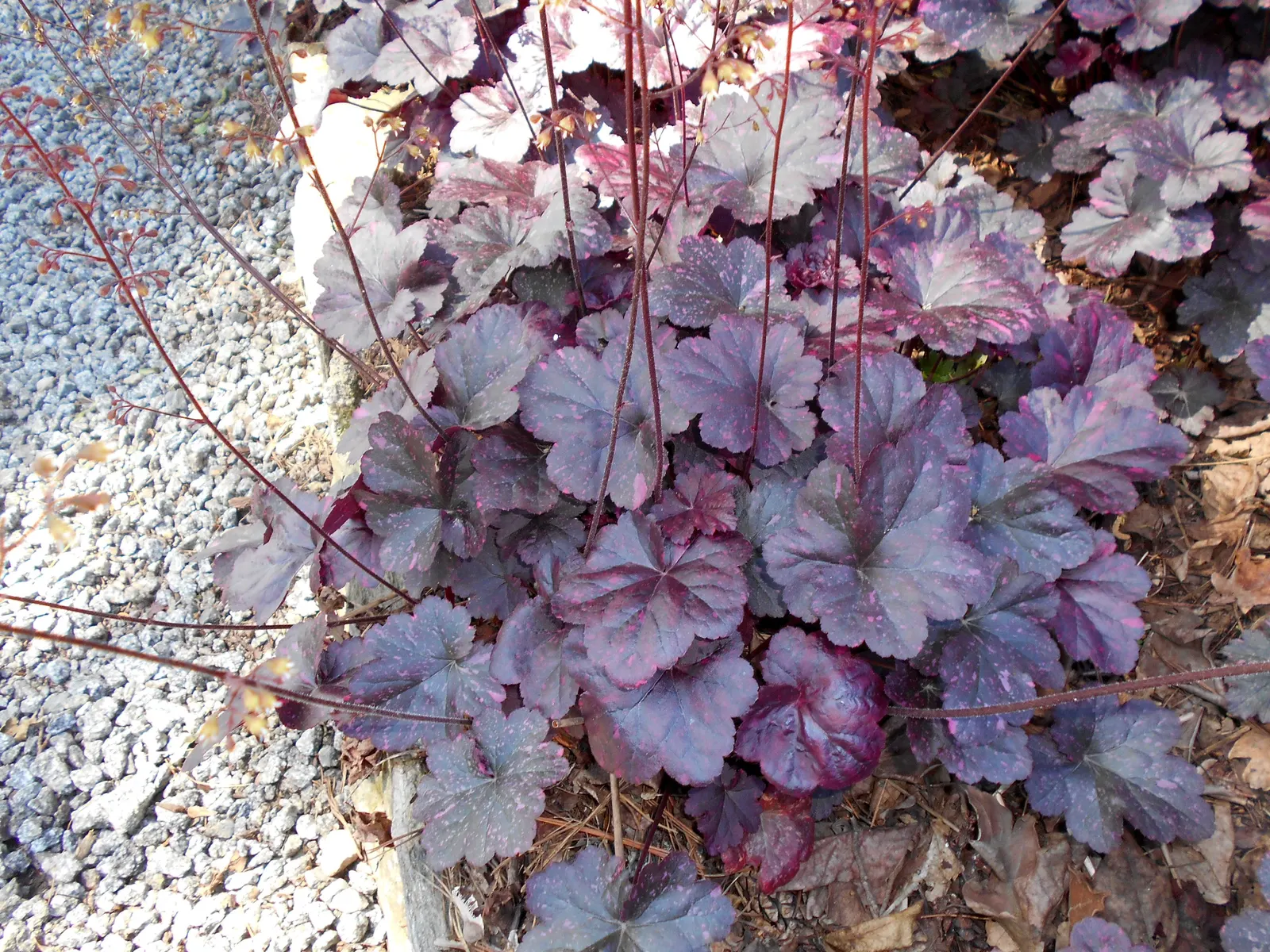 Midnight Rose Alum Root (Heuchera 'Midnight Rose') — Tiny bell-shaped flowers on slender stems add charm in late spring to early summer