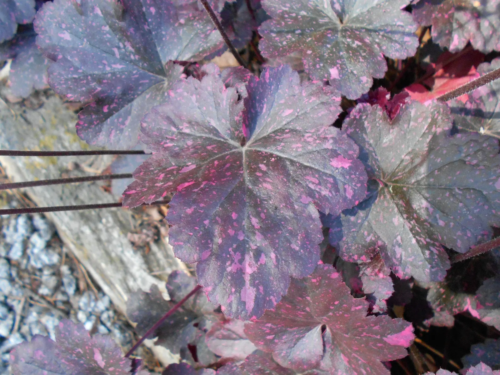 Midnight Rose Alum Root (Heuchera 'Midnight Rose') — reaches 10-12 inches in height with up to an 18-inch spread