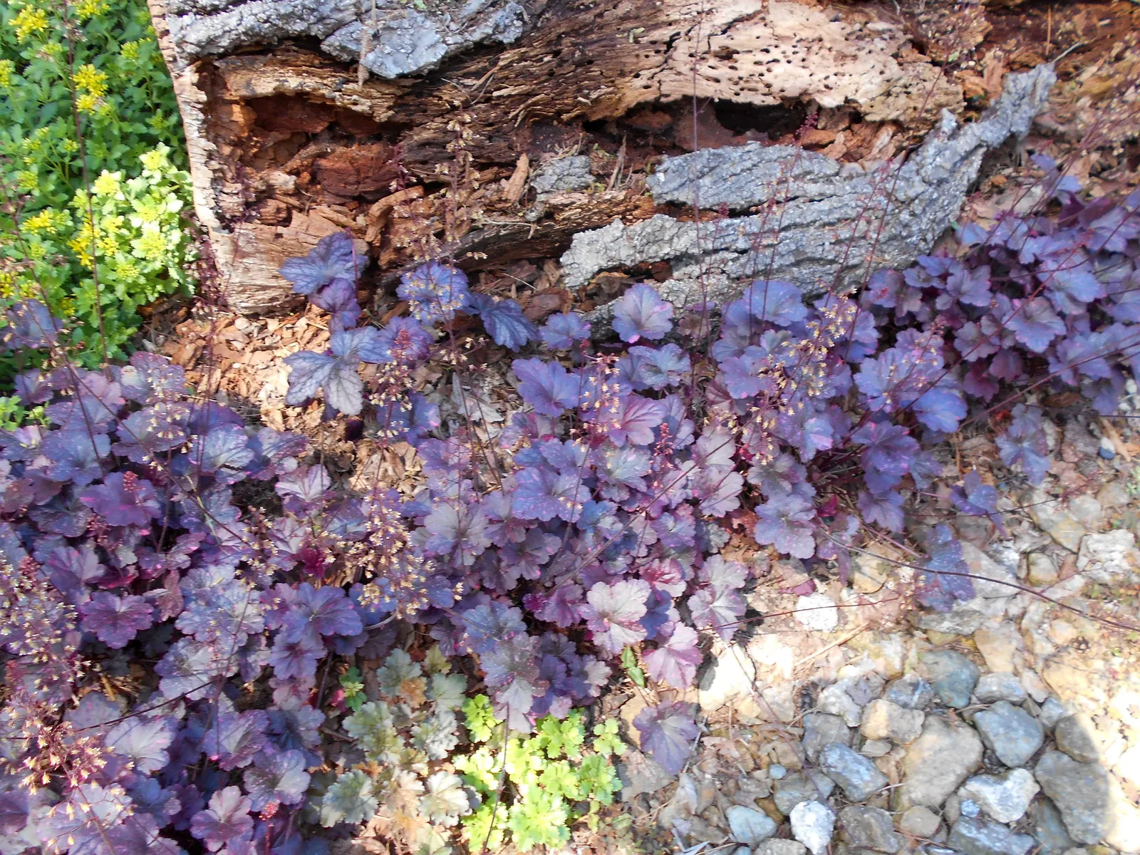 Midnight Rose Alum Root (Heuchera 'Midnight Rose') — and prefers partial shade