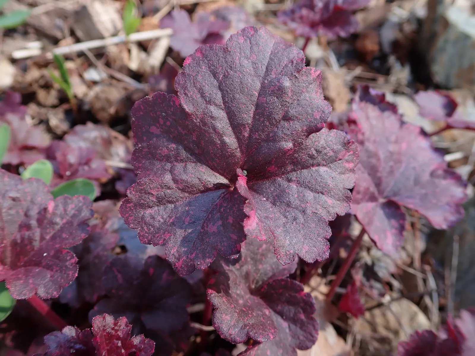 Midnight Rose Alum Root (Heuchera 'Midnight Rose') — Leaves are variegated, speckled with hot pink on a deep burgundy base, maturing to a rich dark purple