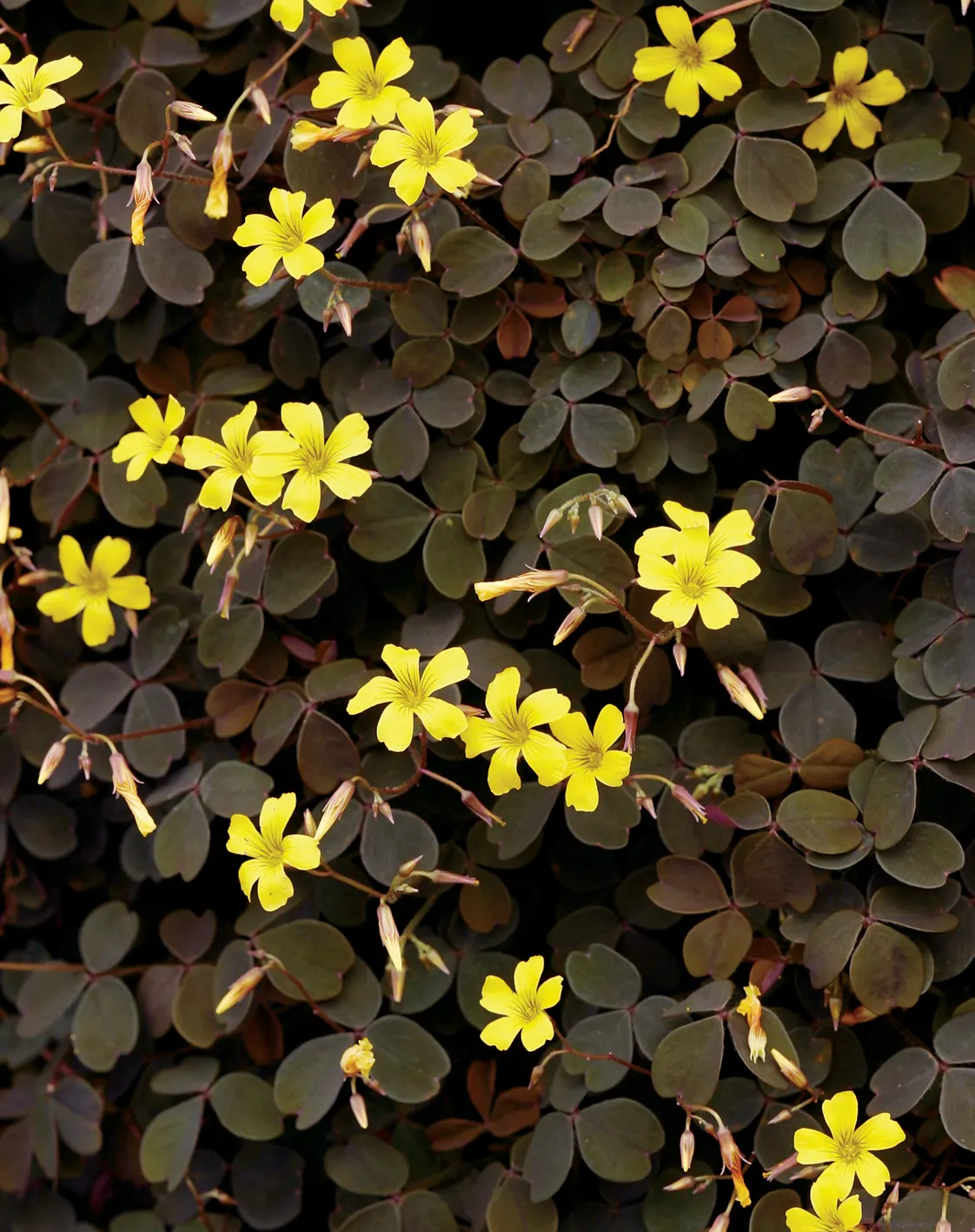 Lemon Coral® Sedum (Sedum mexicanum) — It is grown for foliage and is a garden workhorse; proven Winners - Lemon Coral® - Sedum mexicanum plant, image 428