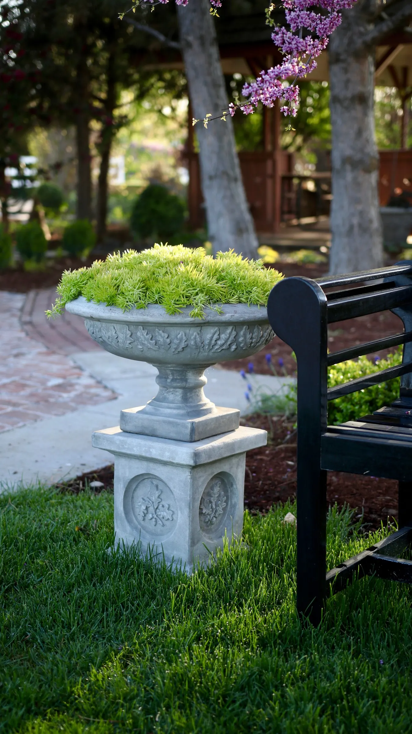 Lemon Coral® Sedum (Sedum mexicanum) — This easy-care annual sedum can take the heat and drought like a champ; where it will fall over the edge of, image 251