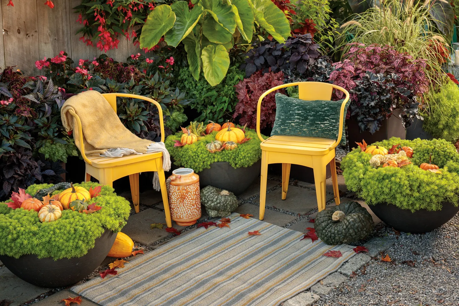 Lemon Coral® Sedum (Sedum mexicanum) — It is grown for foliage and is a garden workhorse