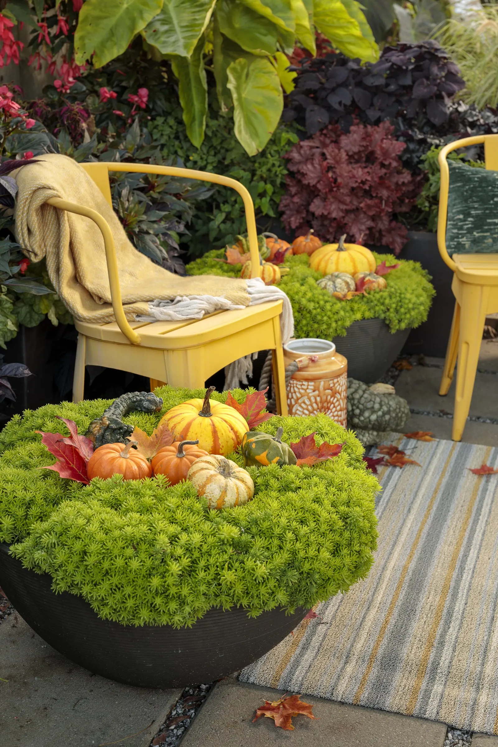Lemon Coral® Sedum (Sedum mexicanum) — where it will fall over the edge of containers; it is grown for foliage and is a garden workhorse, image 236