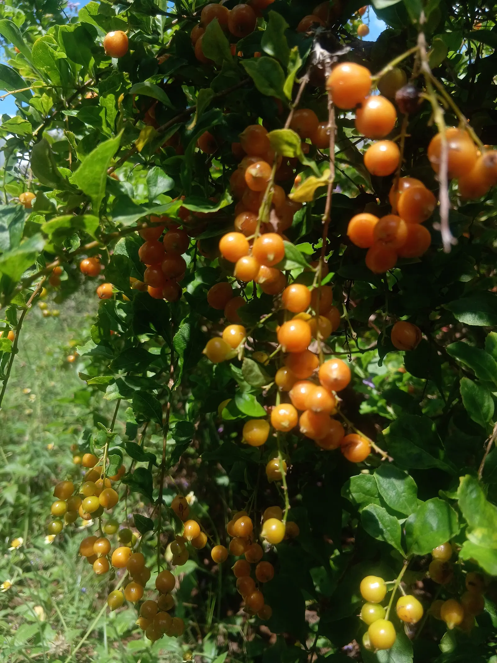 Sky Flower. Golden Dew-Drop (Duranta Erecta) — The attractive foliage contrasts beautifully against its cascading floral displays