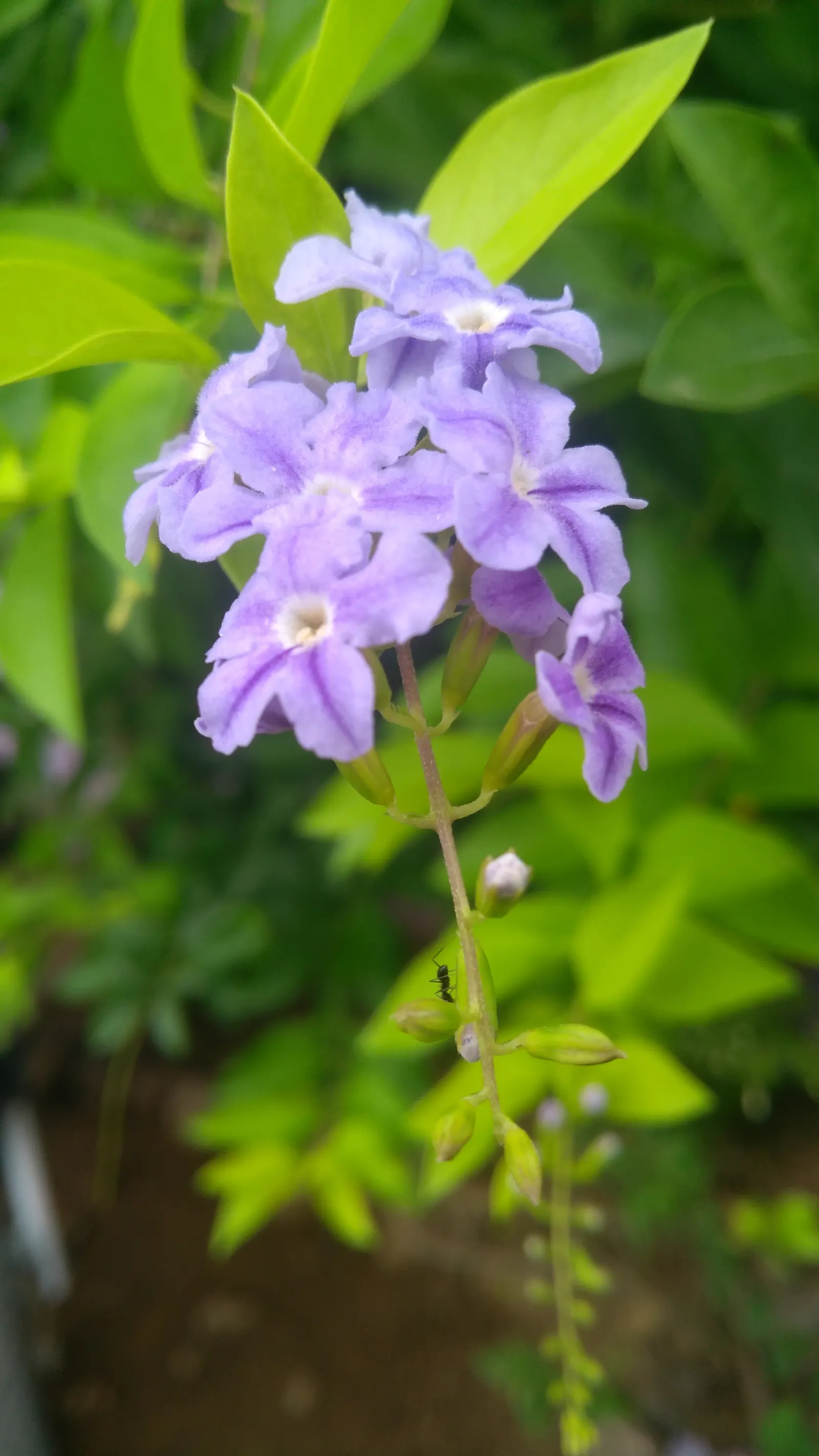 Sky Flower. Golden Dew-Drop (Duranta Erecta) — It requires full sun, well-drained soil, and regular watering; its resilience and fast growth rate, image 51