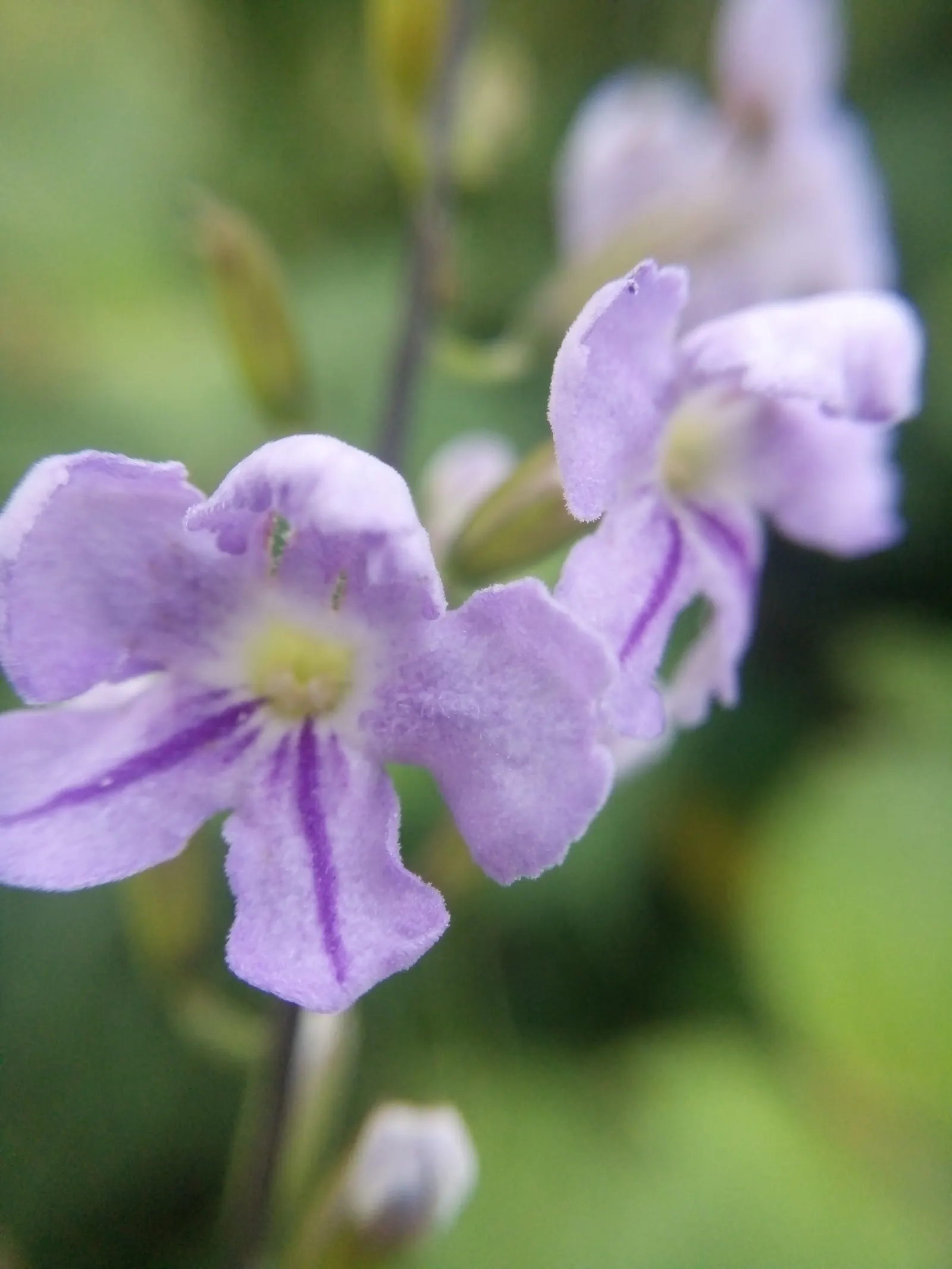 Sky Flower. Golden Dew-Drop (Duranta Erecta) — with its botanical name Duranta erecta; blue flowers in the garden, image 103