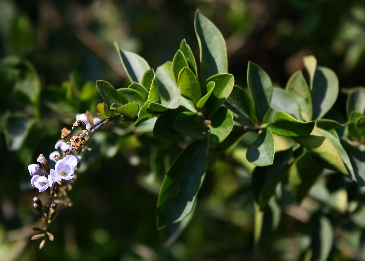 Sky Flower. Golden Dew-Drop (Duranta Erecta) — These blossoms are a magnet for butterflies and hummingbirds, breathing life into the garden; it, image 133