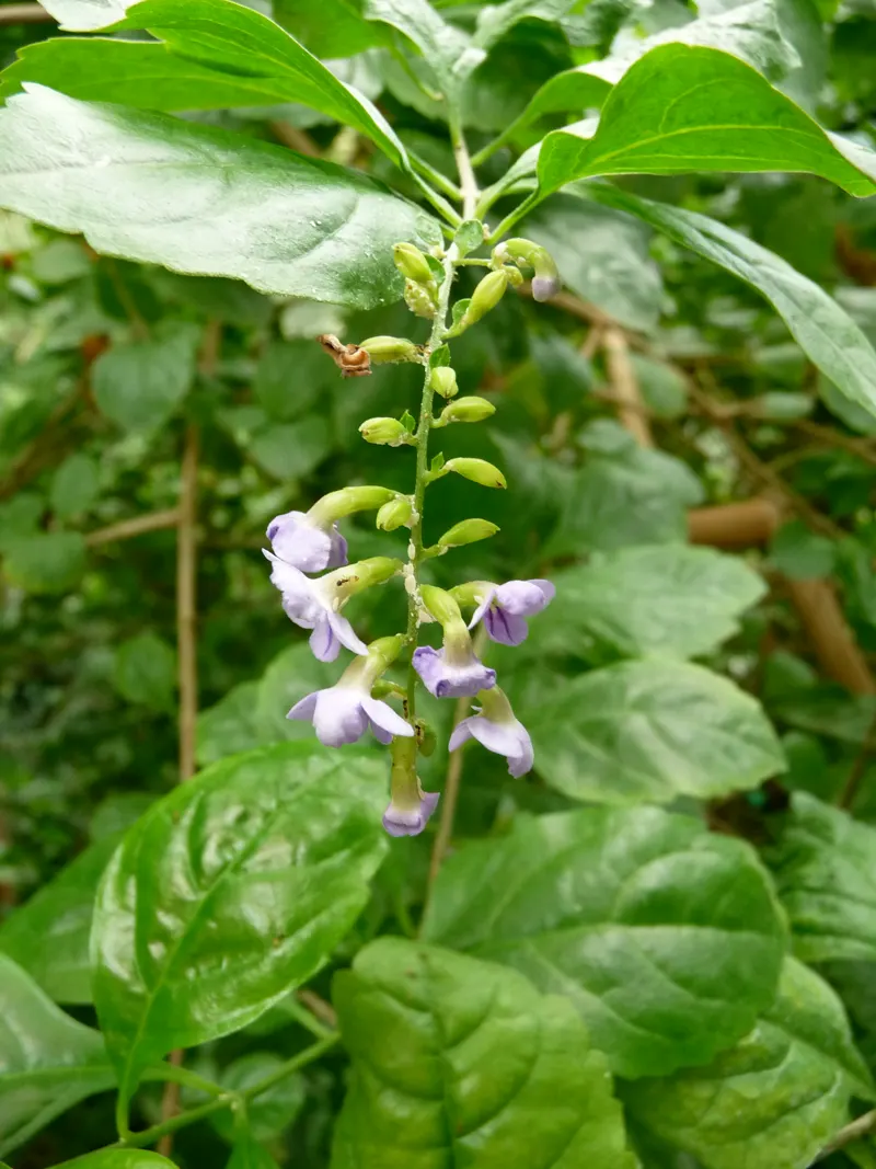 Sky Flower. Golden Dew-Drop (Duranta Erecta) — shrub for full; the Sky Flower's sculptural form and colorful presence ensure it is a standout, image 96
