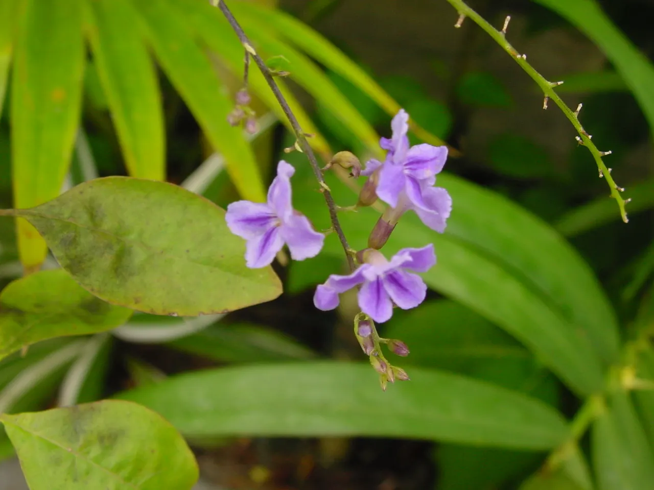 Sky Flower. Golden Dew-Drop (Duranta Erecta) — These blossoms are a magnet for butterflies and hummingbirds, breathing life into the garden
