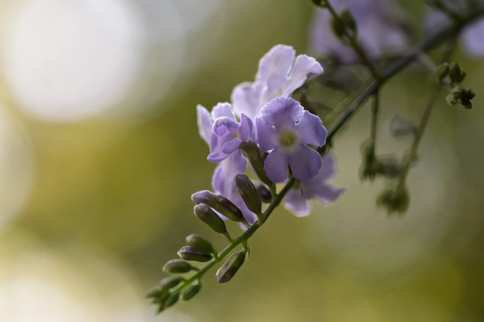 Sky Flower. Golden Dew-Drop (Duranta Erecta) — each bloom clusters gracefully along arching branches; native to the tropical regions of the, image 60