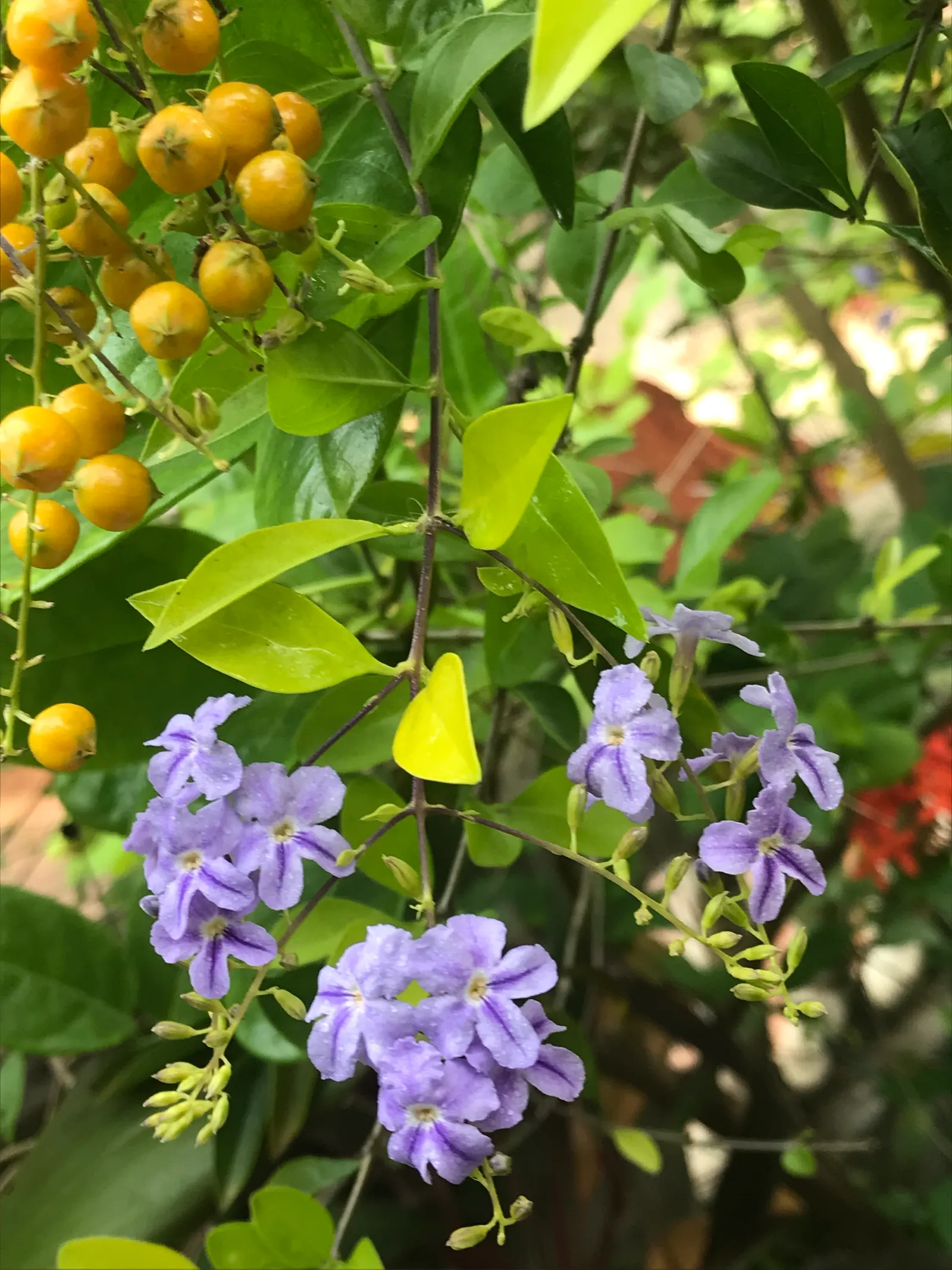 Sky Flower. Golden Dew-Drop (Duranta Erecta) — providing a striking contrast and adding to its common name 'Golden Dew-Drop'; shrub with blue blooms, image 62