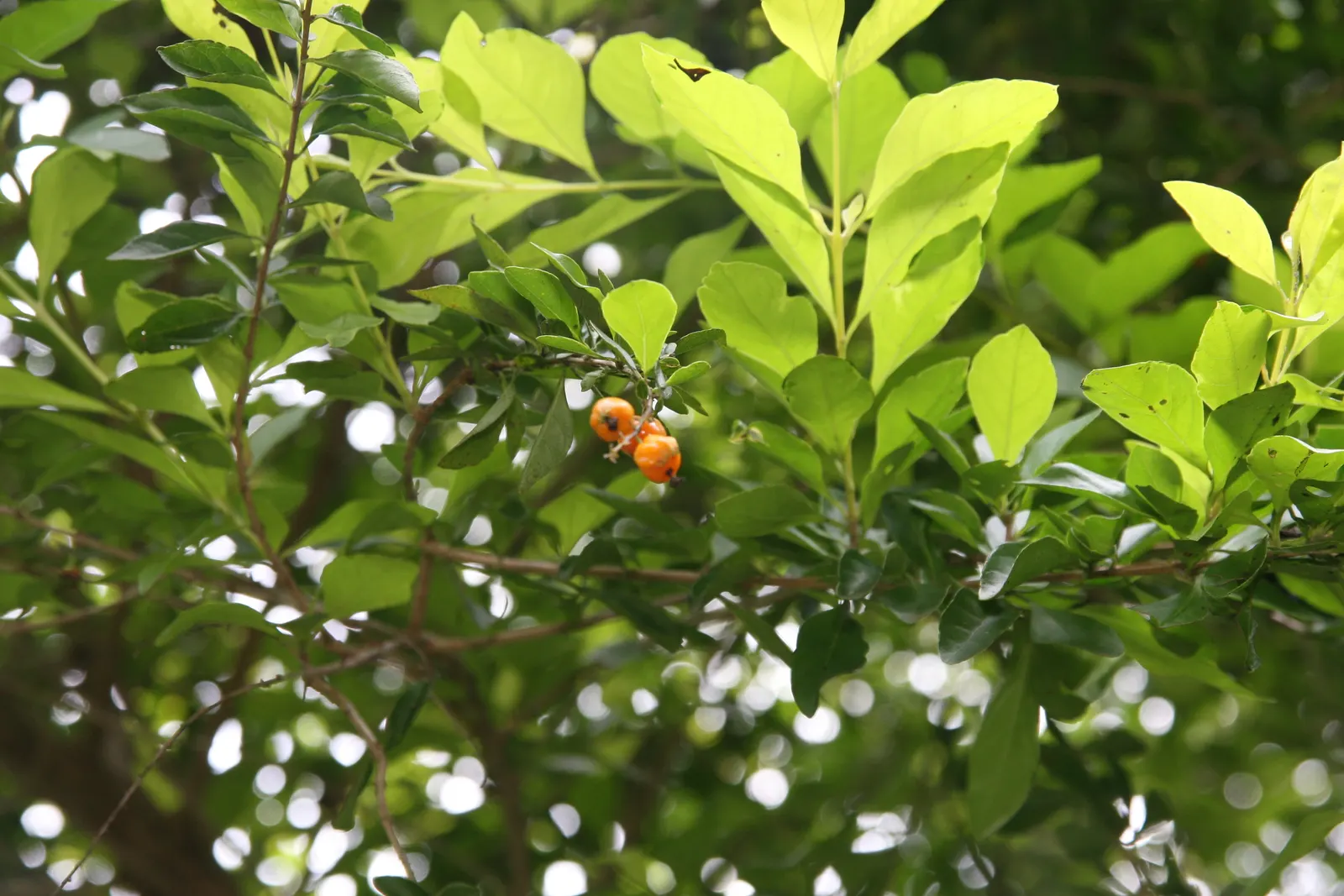 Sky Flower. Golden Dew-Drop (Duranta Erecta) — evergreen shrub renowned for vibrant purple-blue flowers and yellow fruit clusters; ideal for hedges, image 97