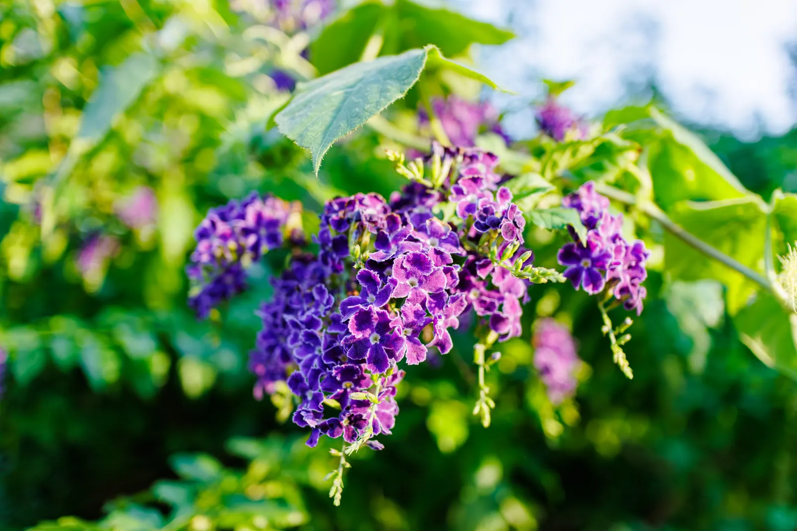 Sky Flower. Golden Dew-Drop (Duranta Erecta) — shrub with blue blooms