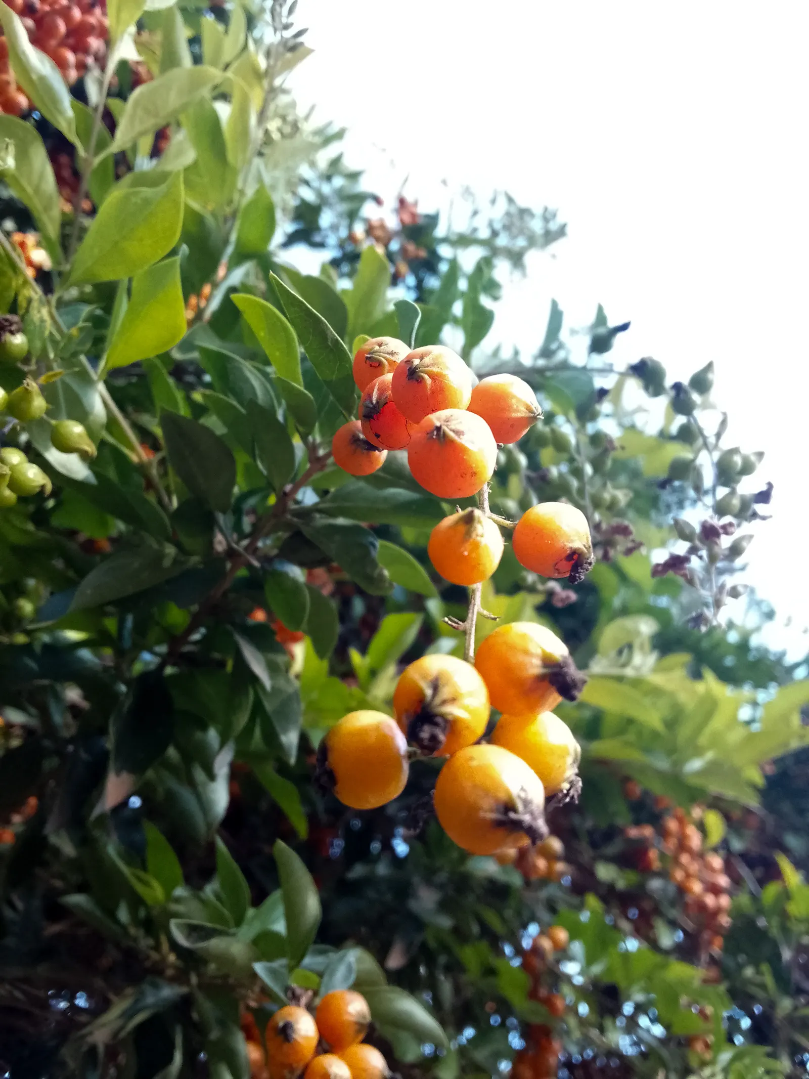Sky Flower. Golden Dew-Drop (Duranta Erecta) — a striking choice for any design