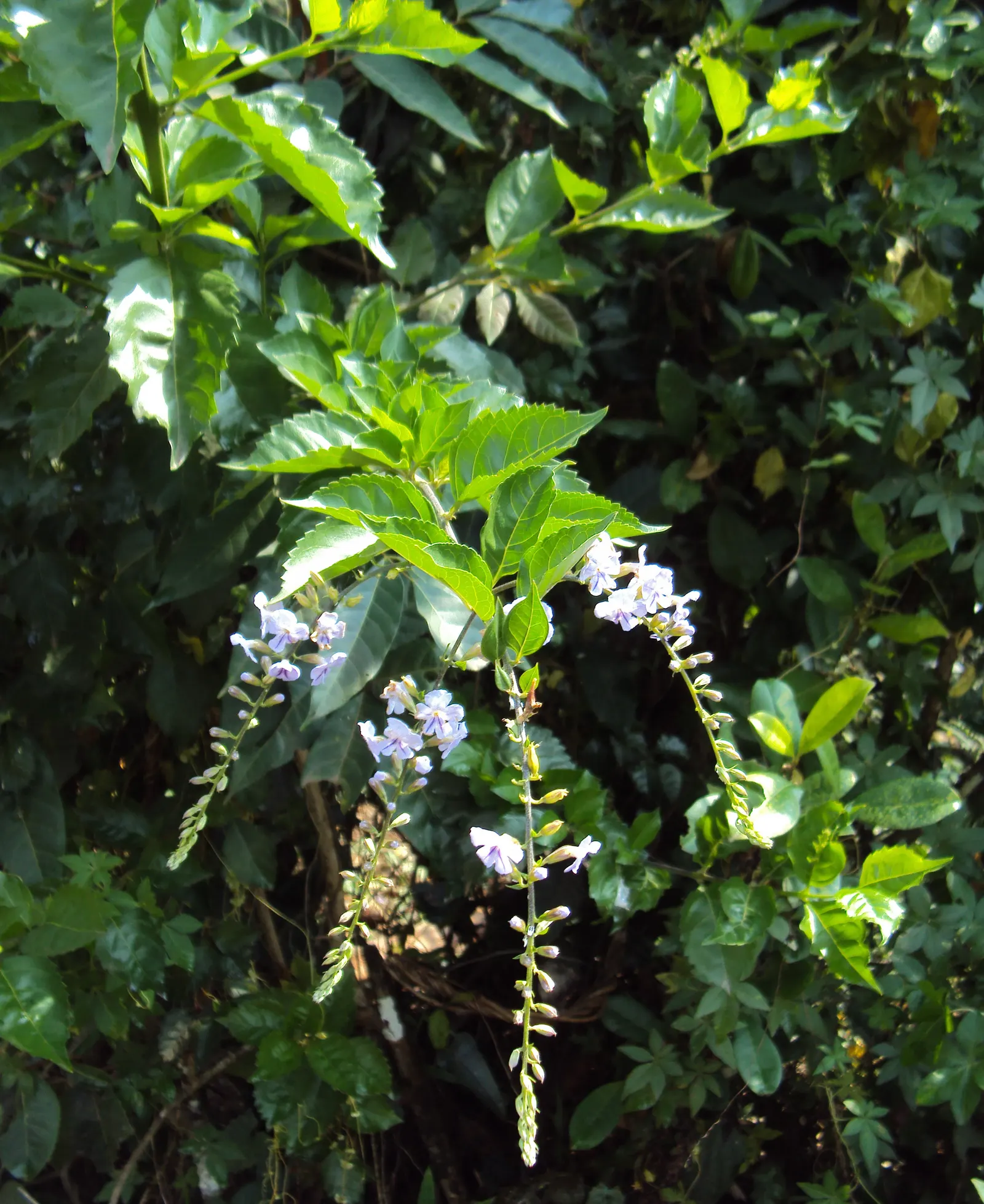 Sky Flower. Golden Dew-Drop (Duranta Erecta) — The attractive foliage contrasts beautifully against its cascading floral displays; evergreen shrub, image 101