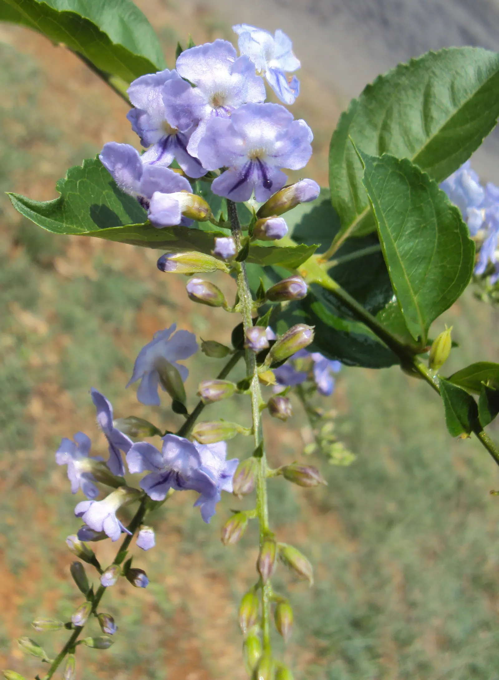 Sky Flower. Golden Dew-Drop (Duranta Erecta) — This lush species can reach up to 18 feet in height with a similar spread; maturing at 4-6 ft tall, image 59