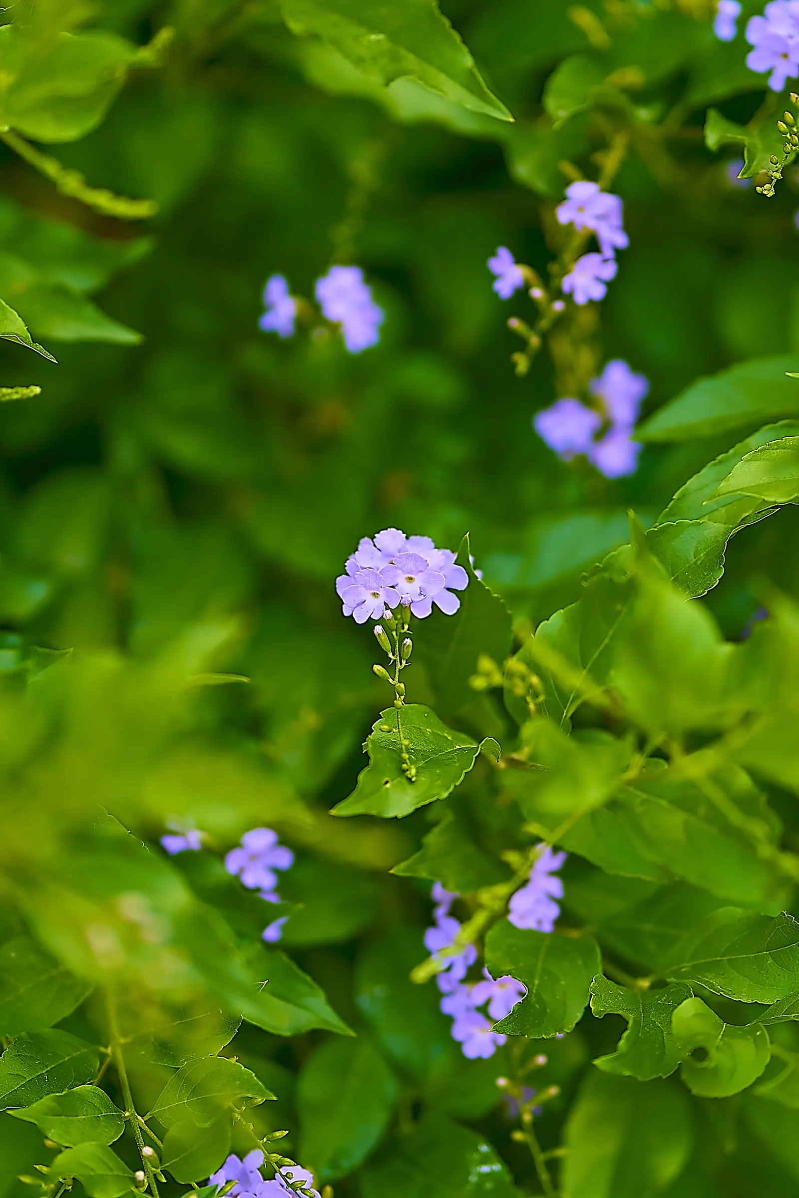 Sky Flower. Golden Dew-Drop (Duranta Erecta) — The attractive foliage contrasts beautifully against its cascading floral displays; evergreen shrub, image 149