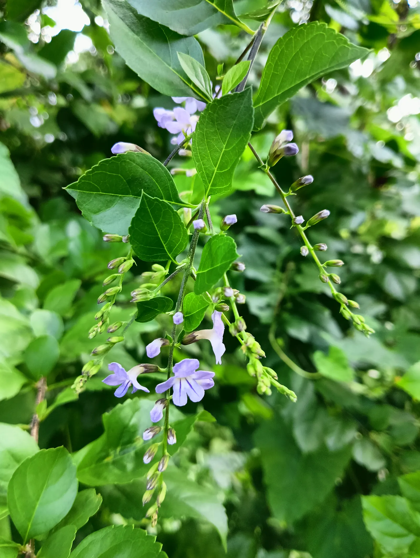 Sky Flower. Golden Dew-Drop (Duranta Erecta) — This lush species can reach up to 18 feet in height with a similar spread; maturing at 4-6 ft tall, image 83