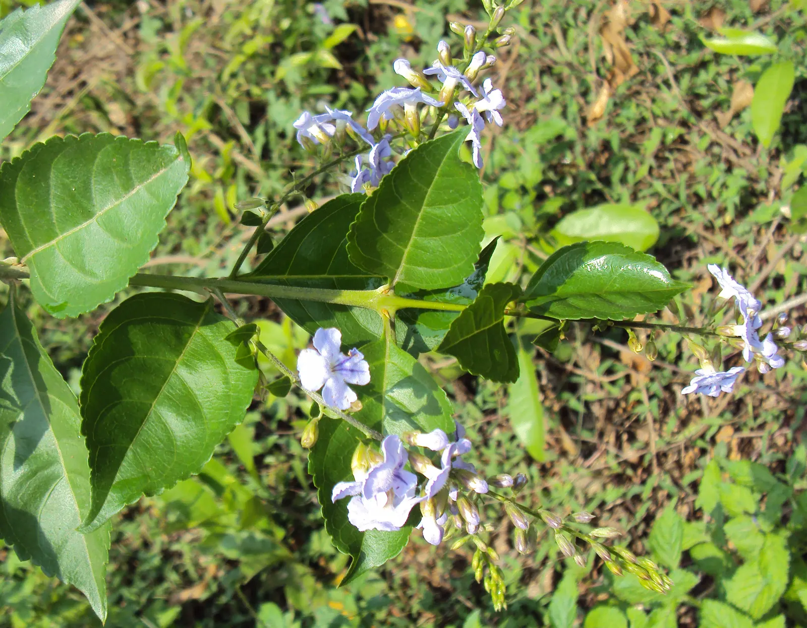 Sky Flower. Golden Dew-Drop (Duranta Erecta) — Department of Agriculture plant hardiness zones 9 through 11; pruning is necessary to maintain the, image 82