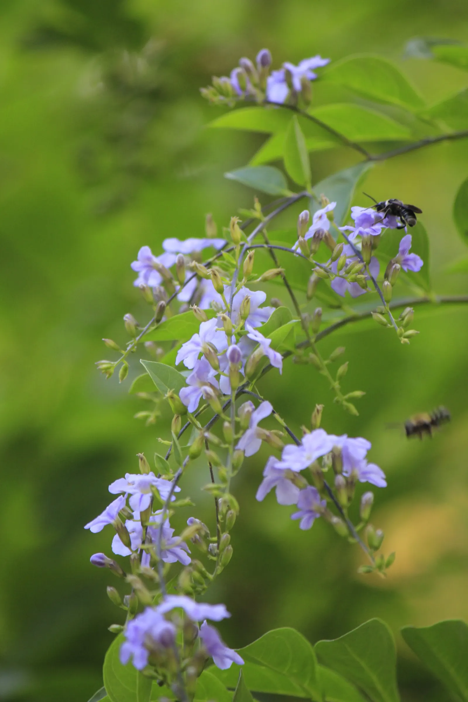 Sky Flower. Golden Dew-Drop (Duranta Erecta) — The Sky Flower's sculptural form and colorful presence ensure it is a standout feature in any garden, image 45