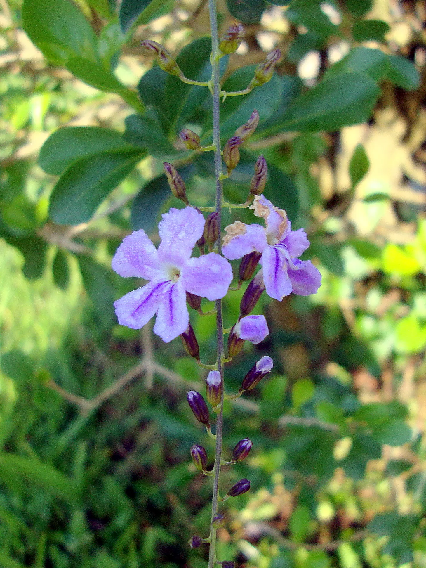 Sky Flower. Golden Dew-Drop (Duranta Erecta) — which is best done after the flowering season; making it a low-maintenance option for a busy client, image 140