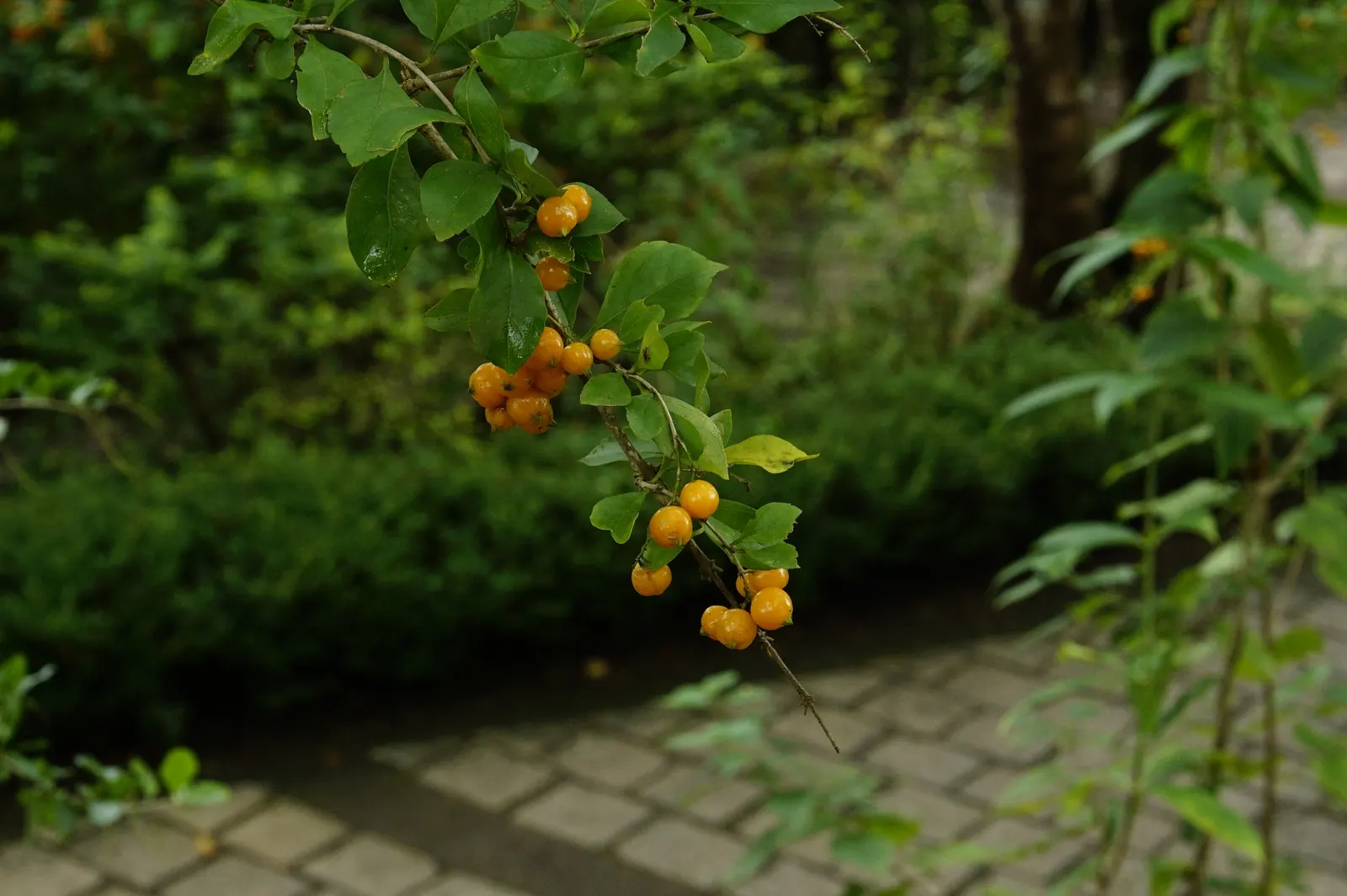 Sky Flower. Golden Dew-Drop (Duranta Erecta) — The attractive foliage contrasts beautifully against its cascading floral displays; evergreen shrub, image 77