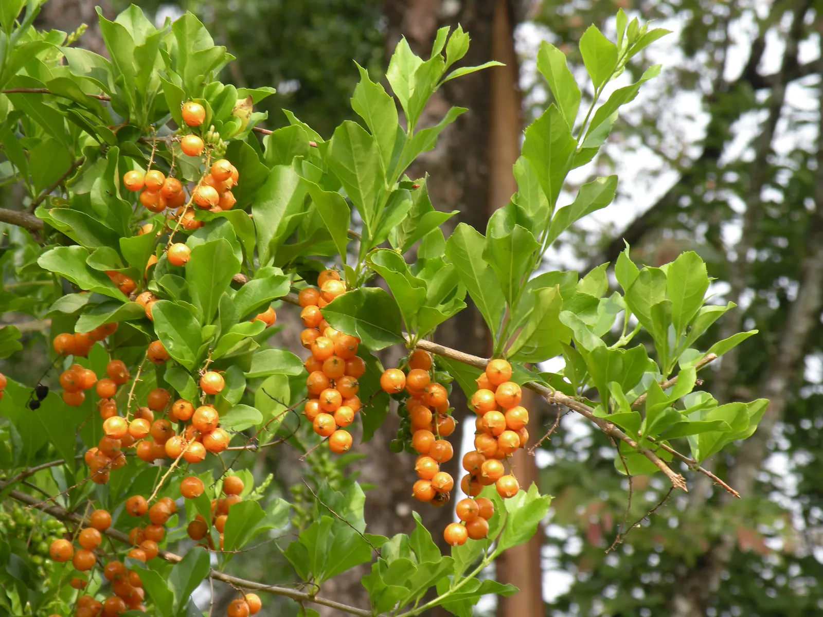 Sky Flower. Golden Dew-Drop (Duranta Erecta) — Ideal for hedges and containers, its rapid growth demands frequent pruning; evergreen shrub renowned, image 76