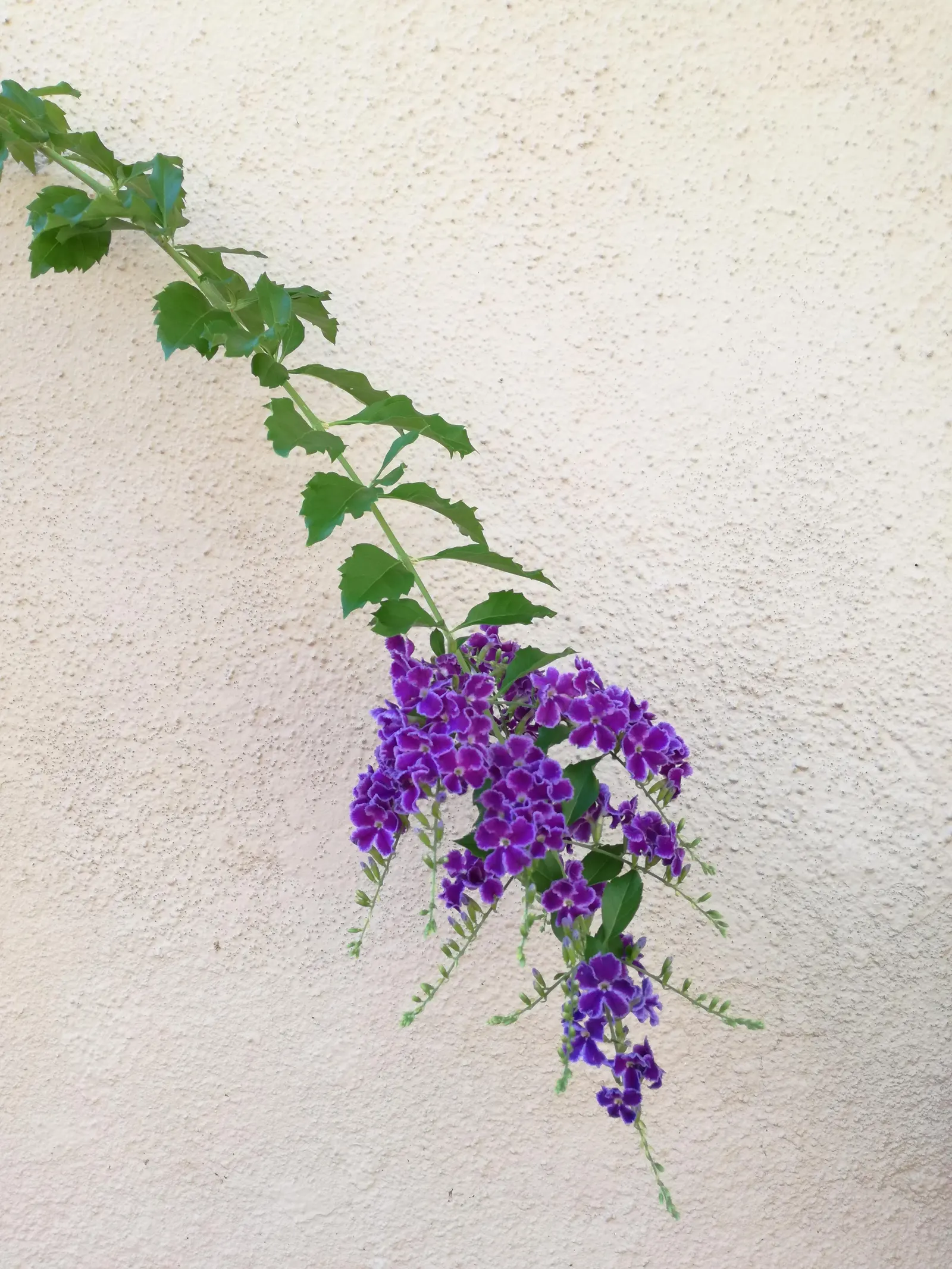Sky Flower. Golden Dew-Drop (Duranta Erecta) — evergreen shrub that introduces dynamic visual interest to any landscape; the attractive foliage, image 56