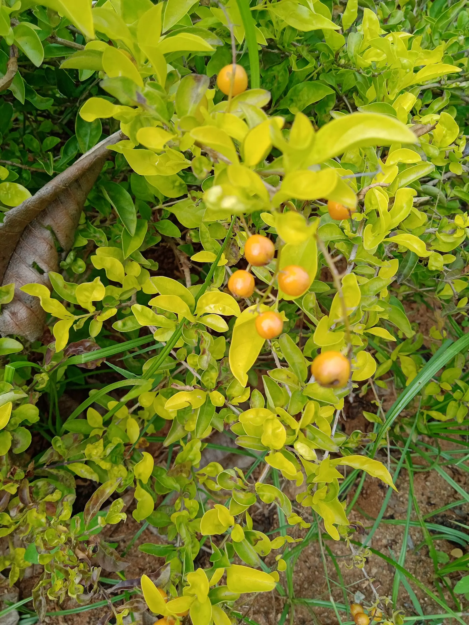 Sky Flower. Golden Dew-Drop (Duranta Erecta) — Native to the tropical regions of the Americas, it thrives in U.S; each bloom clusters gracefully, image 81