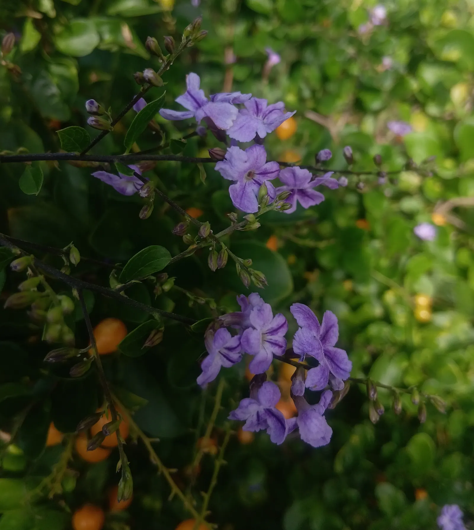 Sky Flower. Golden Dew-Drop (Duranta Erecta) — These blossoms are a magnet for butterflies and hummingbirds, breathing life into the garden; it, image 85