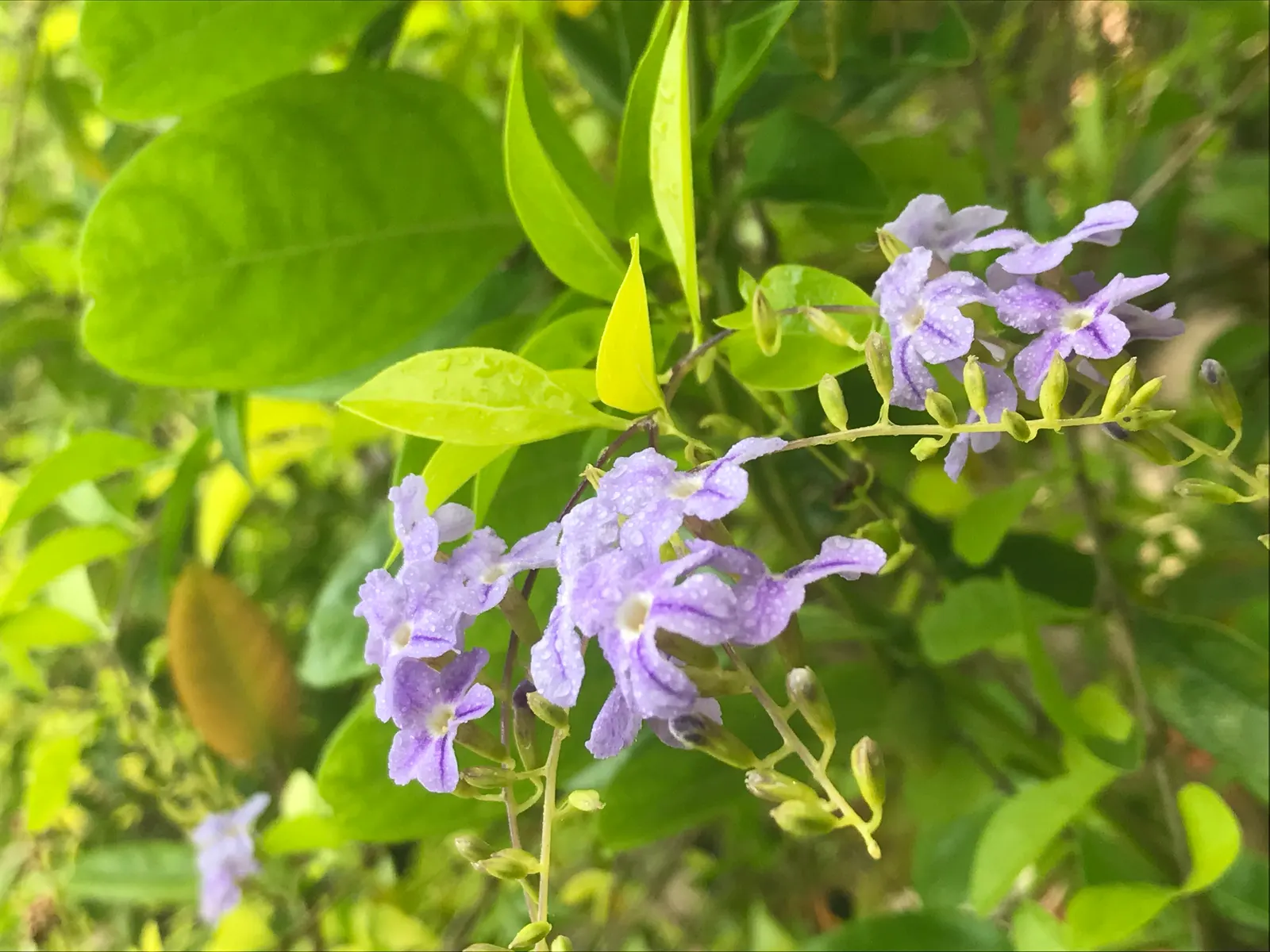 Sky Flower. Golden Dew-Drop (Duranta Erecta) — Maturing at 4-6 ft tall, with a 3-4 ft spread, it thrives in USDA zones 9b-11; this lush species can, image 98