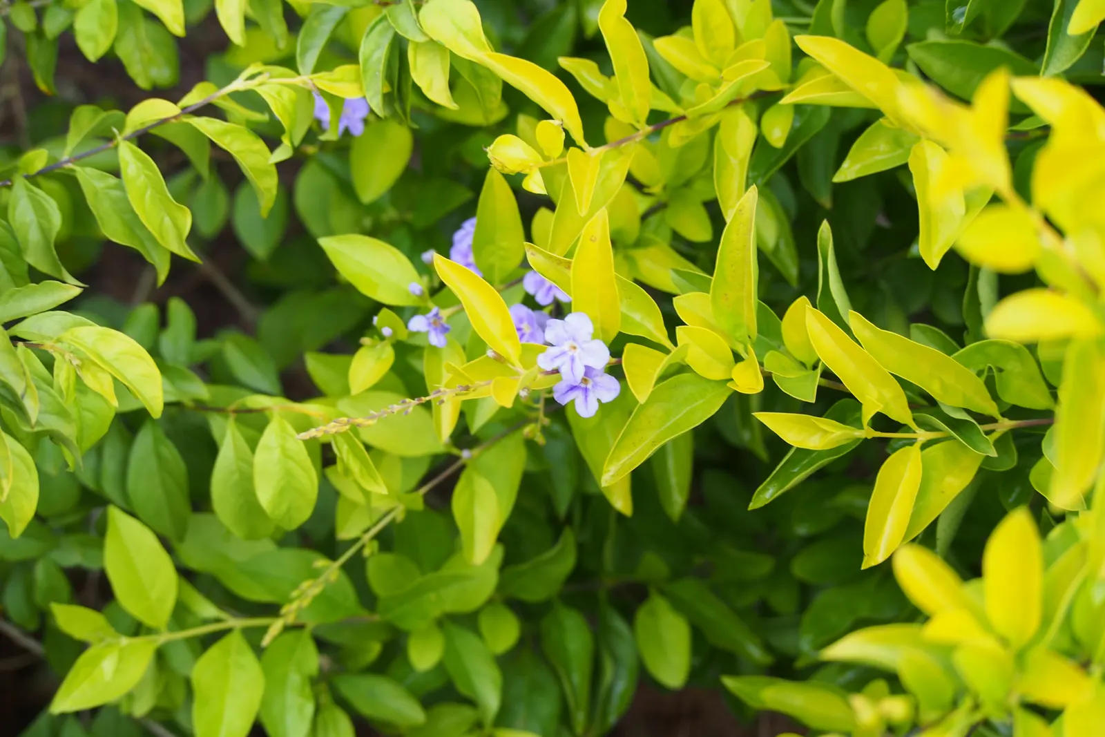 Sky Flower. Golden Dew-Drop (Duranta Erecta) — with its botanical name Duranta erecta; blue flowers in the garden, image 151