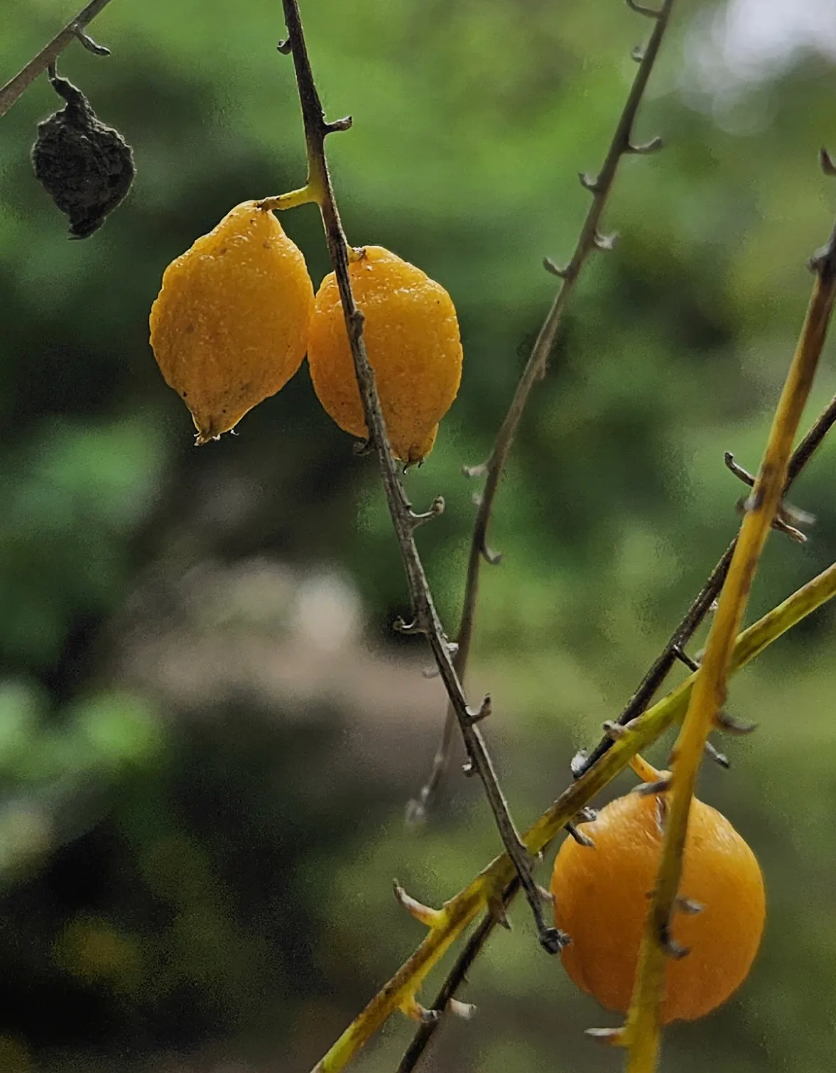 Sky Flower. Golden Dew-Drop (Duranta Erecta) — shrub with blue blooms; providing a striking contrast and adding to its common name 'Golden Dew-Drop'