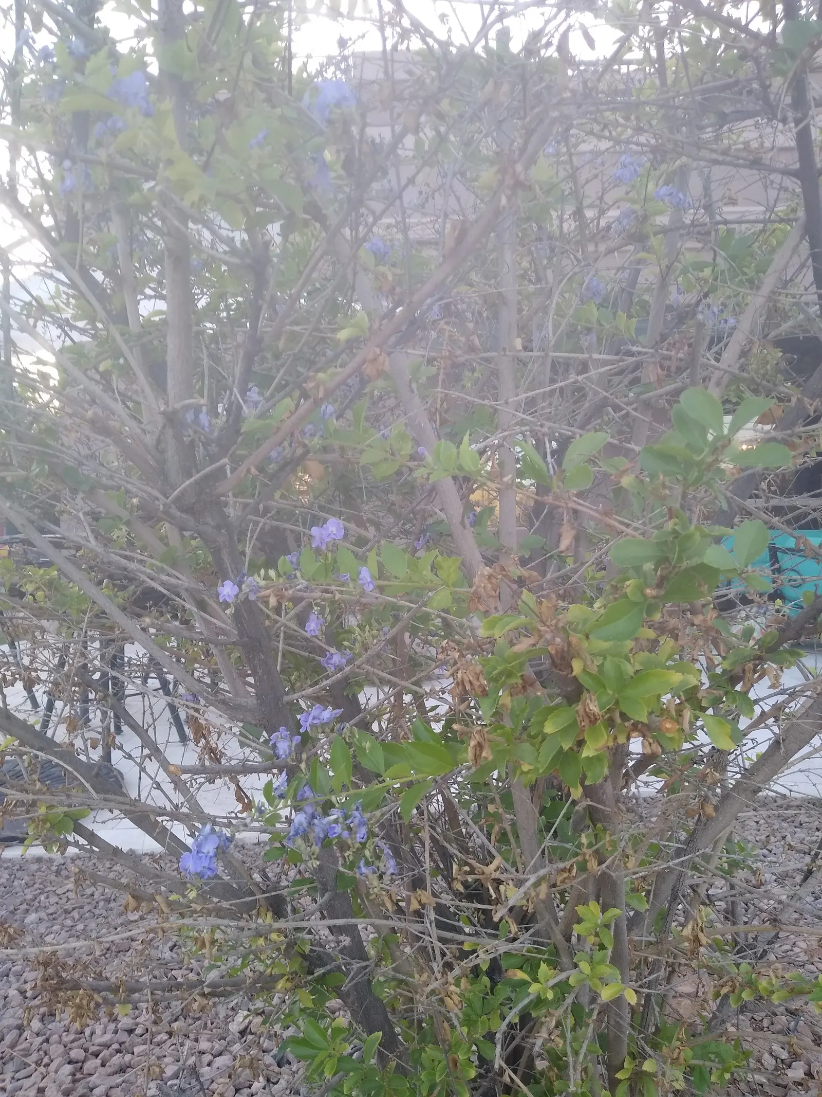 Sky Flower. Golden Dew-Drop (Duranta Erecta) — It requires full sun, well-drained soil, and regular watering