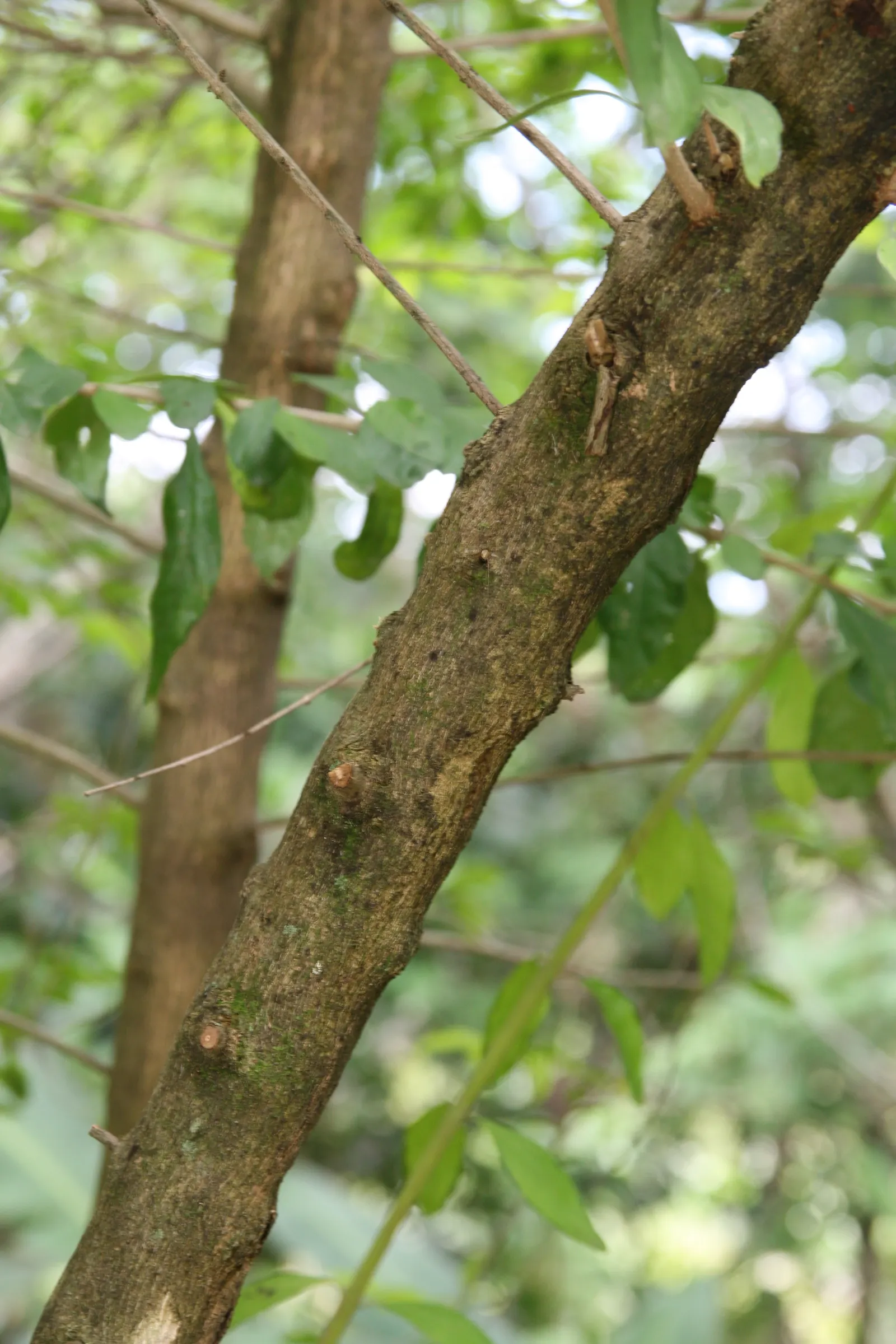 Sky Flower. Golden Dew-Drop (Duranta Erecta) — Pruning is necessary to maintain the desired shape and promote denser foliage; department of, image 139