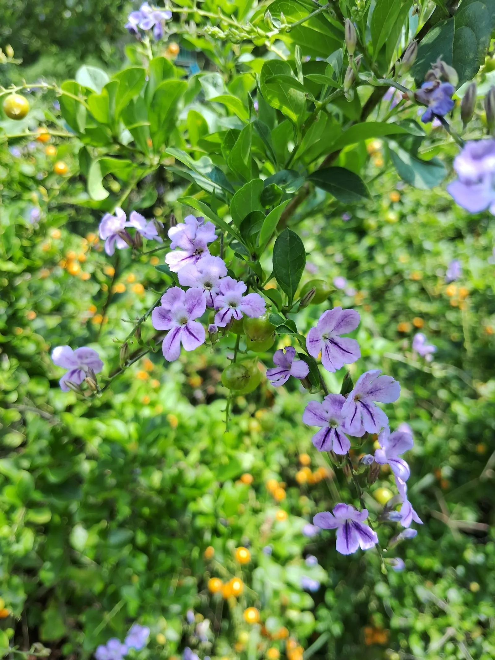 Sky Flower. Golden Dew-Drop (Duranta Erecta) — shrub with blue blooms; providing a striking contrast and adding to its common name 'Golden Dew-Drop', image 71