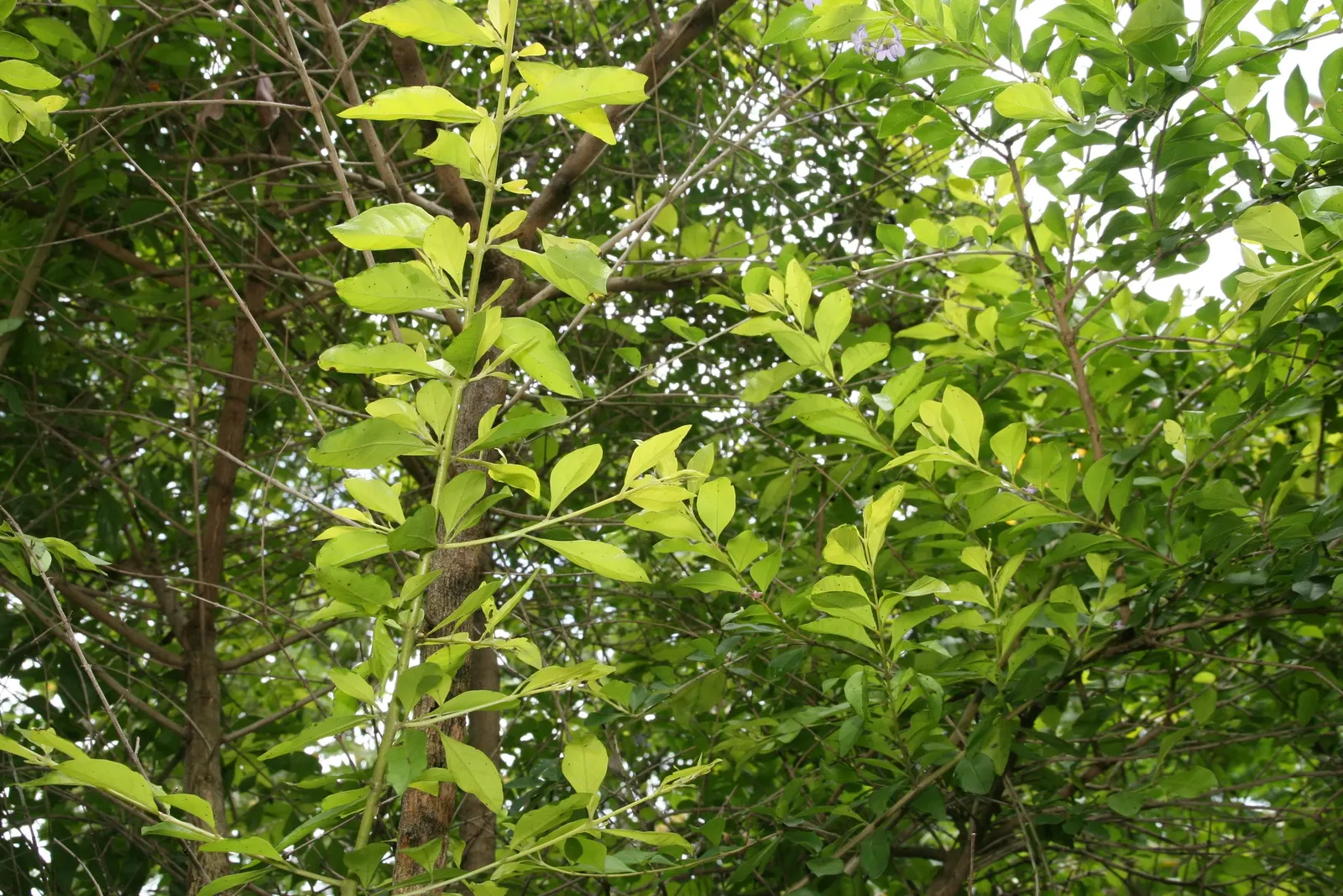 Sky Flower. Golden Dew-Drop (Duranta Erecta) — blue flowers in the garden