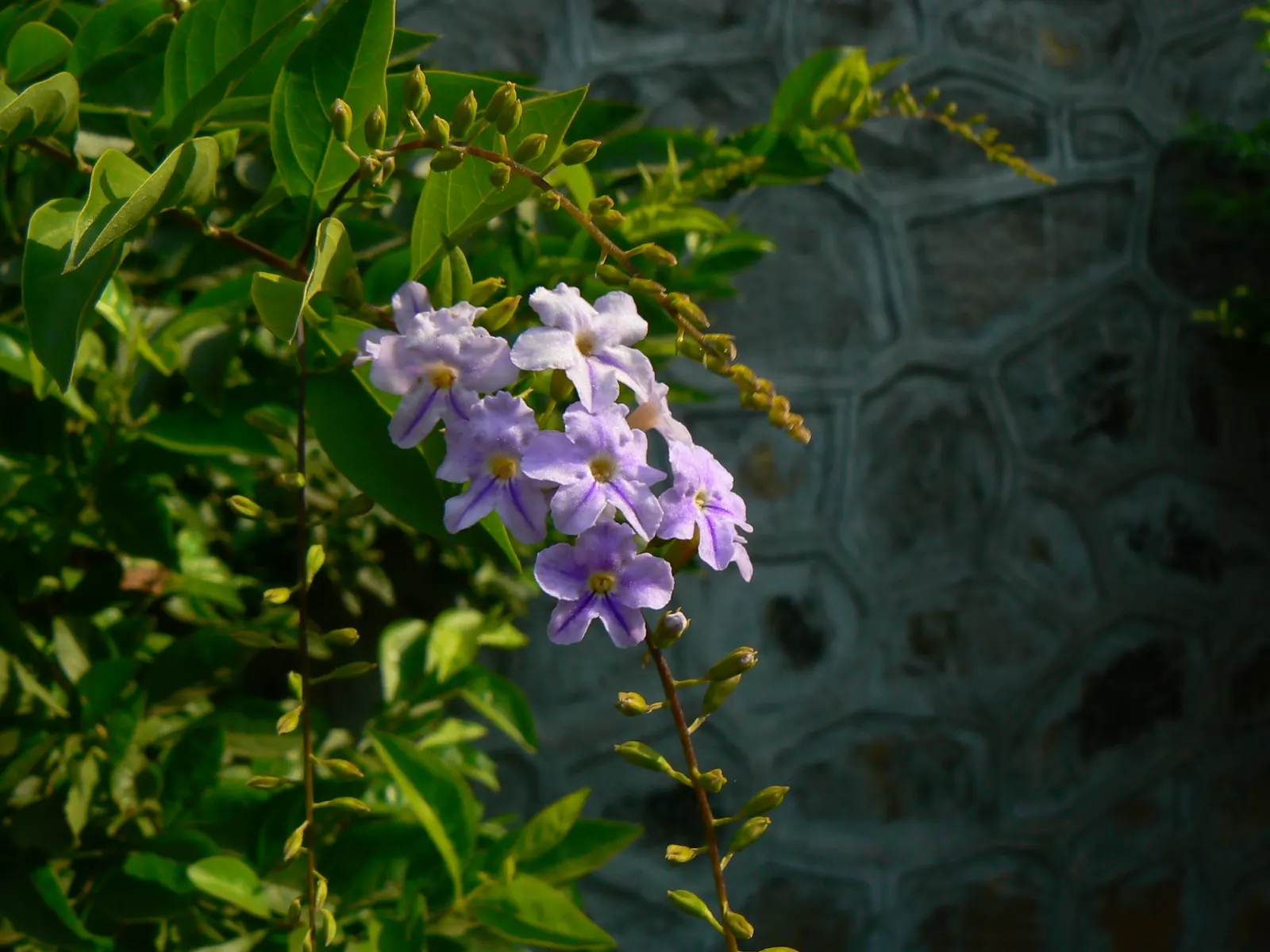 Sky Flower. Golden Dew-Drop (Duranta Erecta) — It tolerates a variety of soil types and is relatively drought-resistant once established; these, image 112