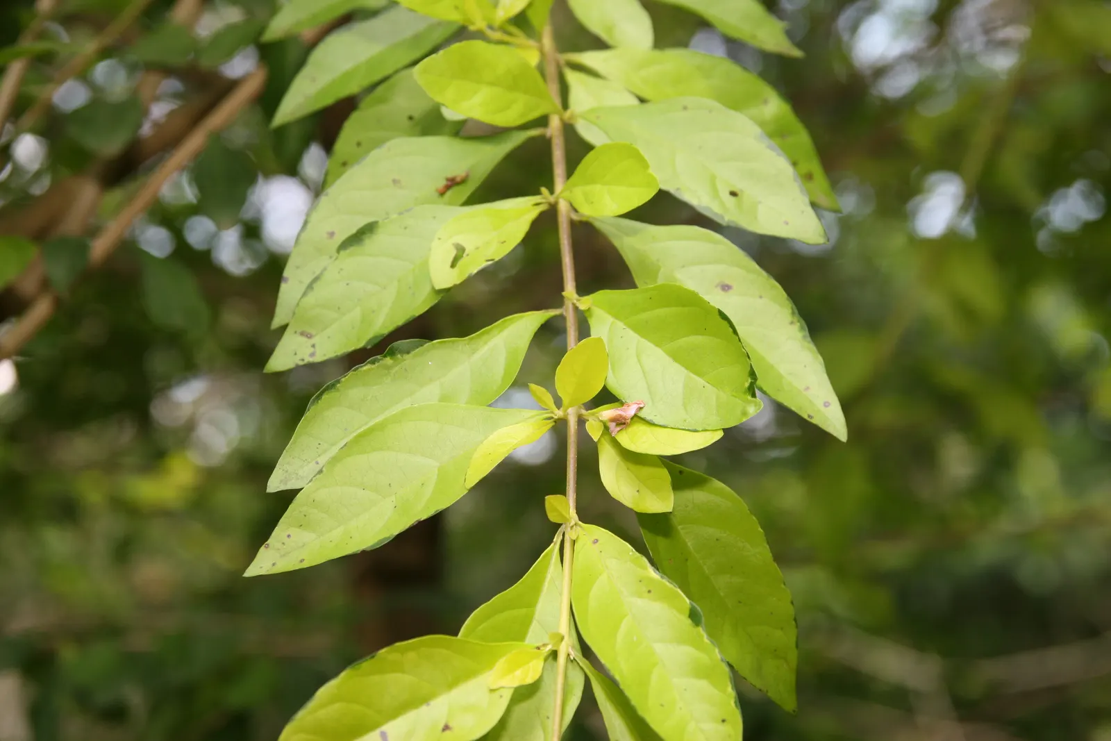 Sky Flower. Golden Dew-Drop (Duranta Erecta) — Ideal for hedges and containers, its rapid growth demands frequent pruning; evergreen shrub renowned, image 100