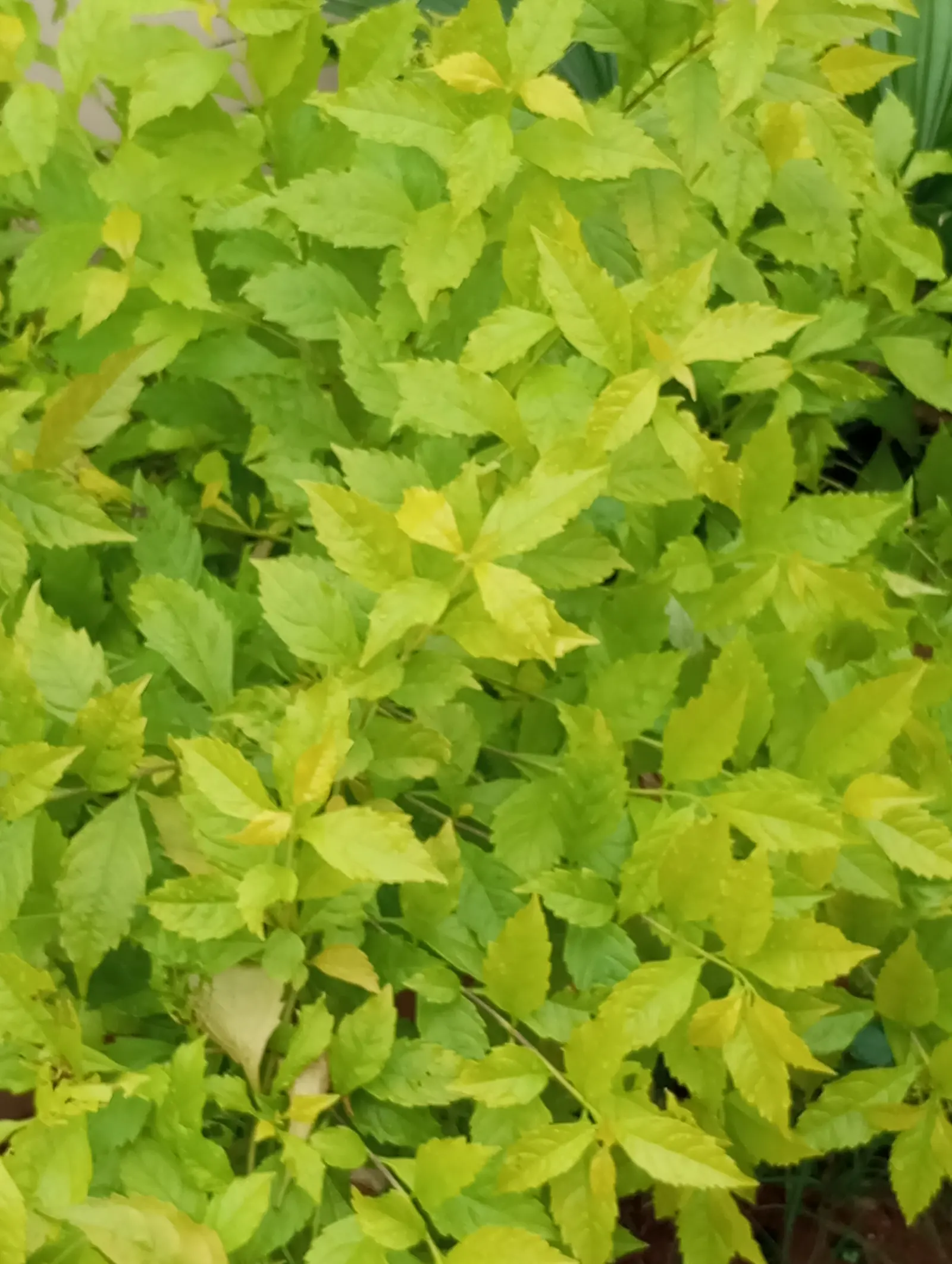 Sky Flower. Golden Dew-Drop (Duranta Erecta) — Department of Agriculture plant hardiness zones 9 through 11; pruning is necessary to maintain the desired shape